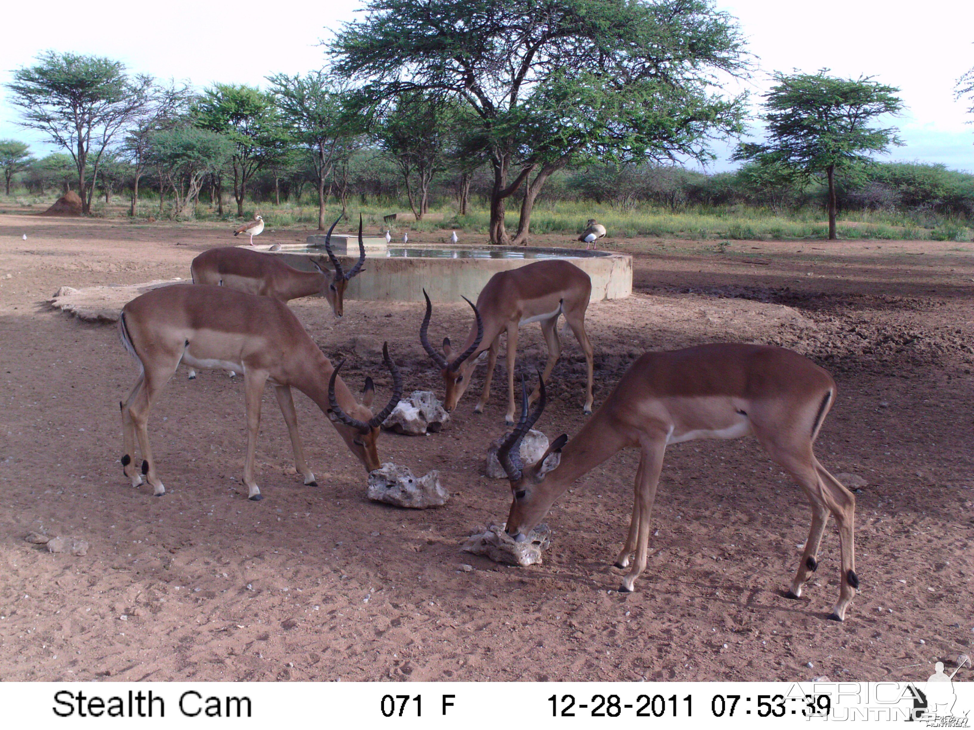 Trail Camera Namibia