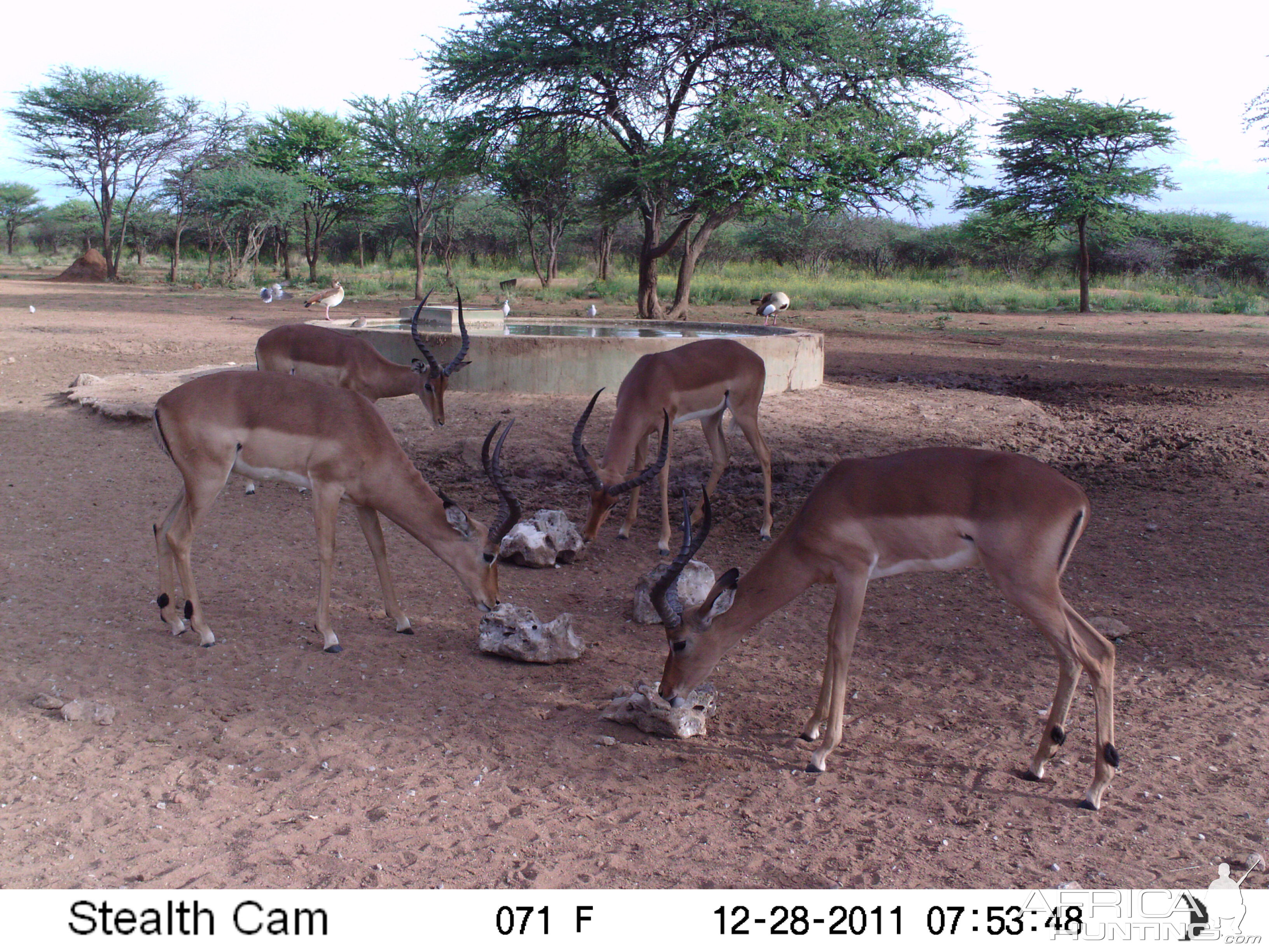 Trail Camera Namibia