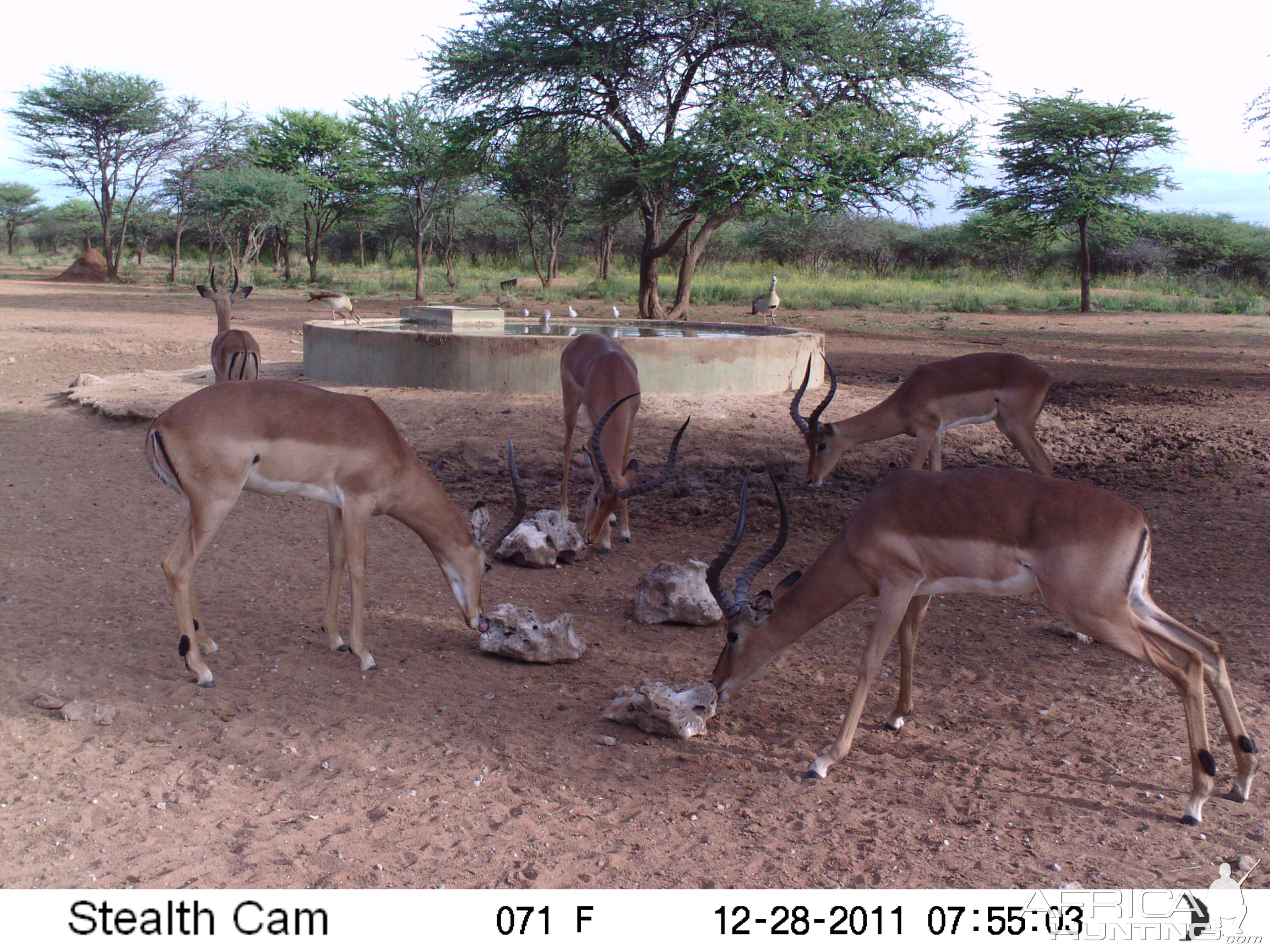 Trail Camera Namibia