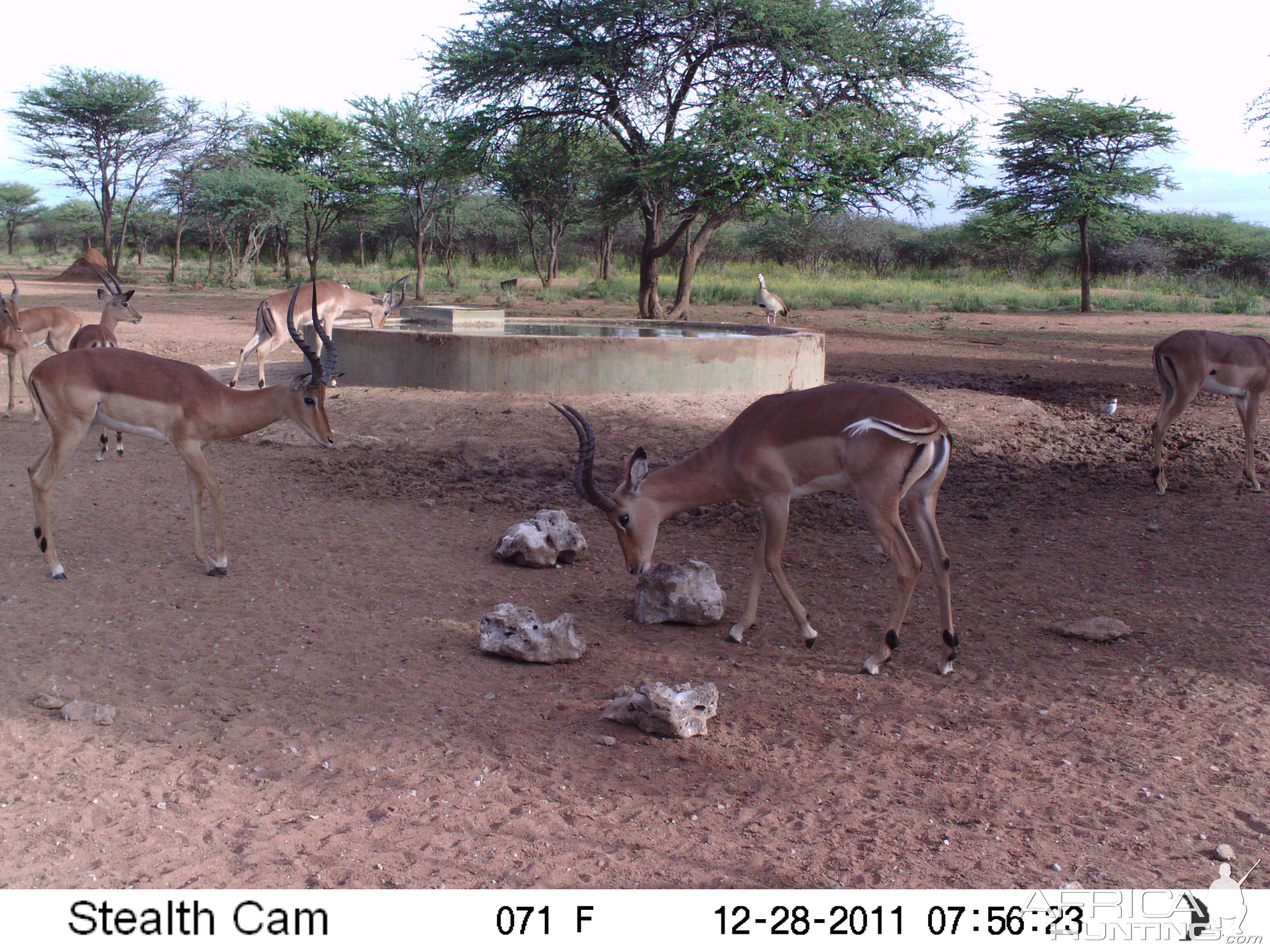 Trail Camera Namibia