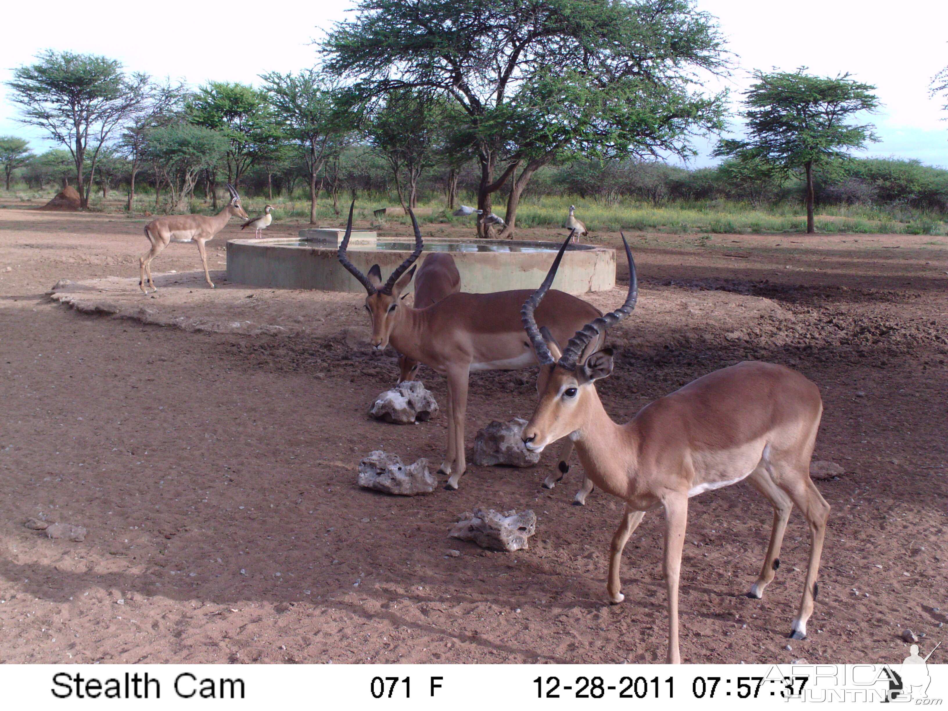 Trail Camera Namibia