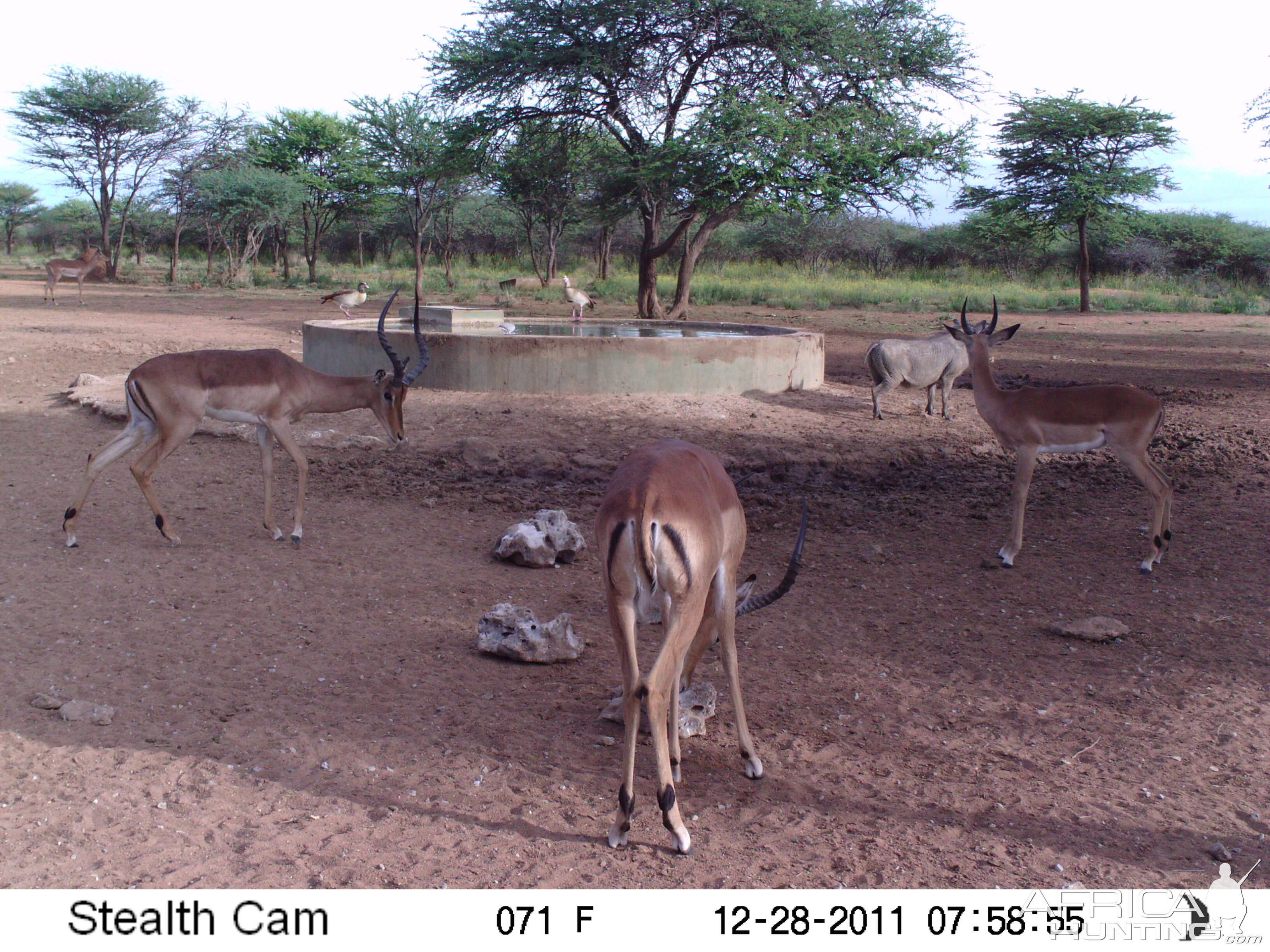 Trail Camera Namibia