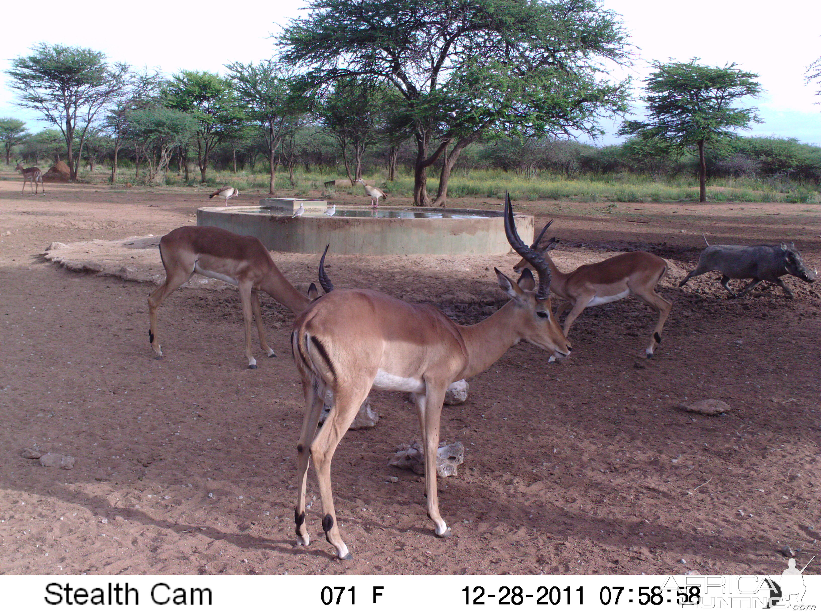 Trail Camera Namibia