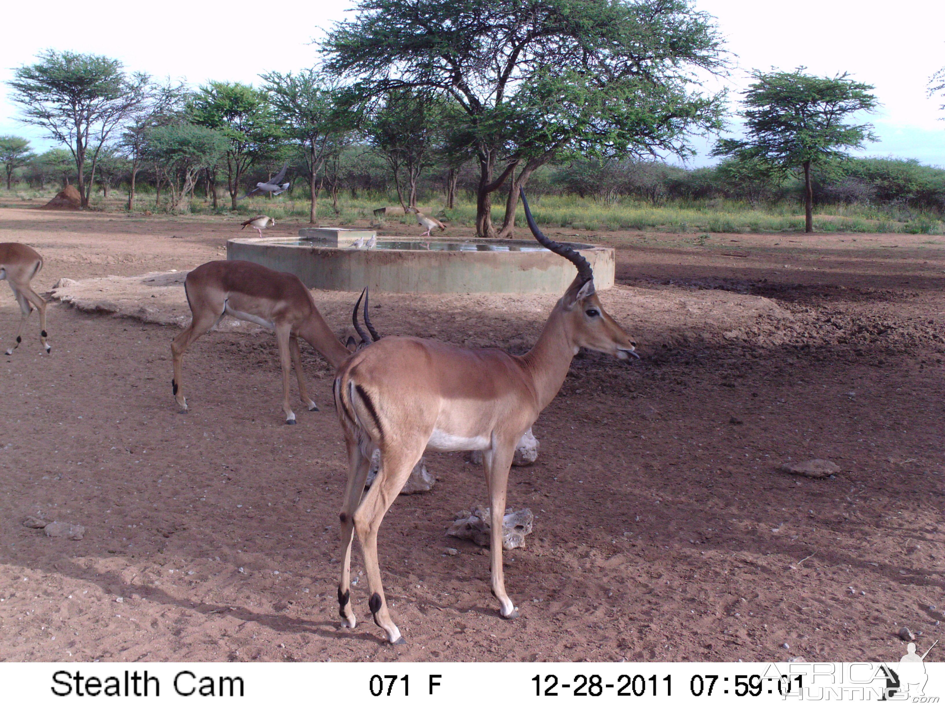 Trail Camera Namibia