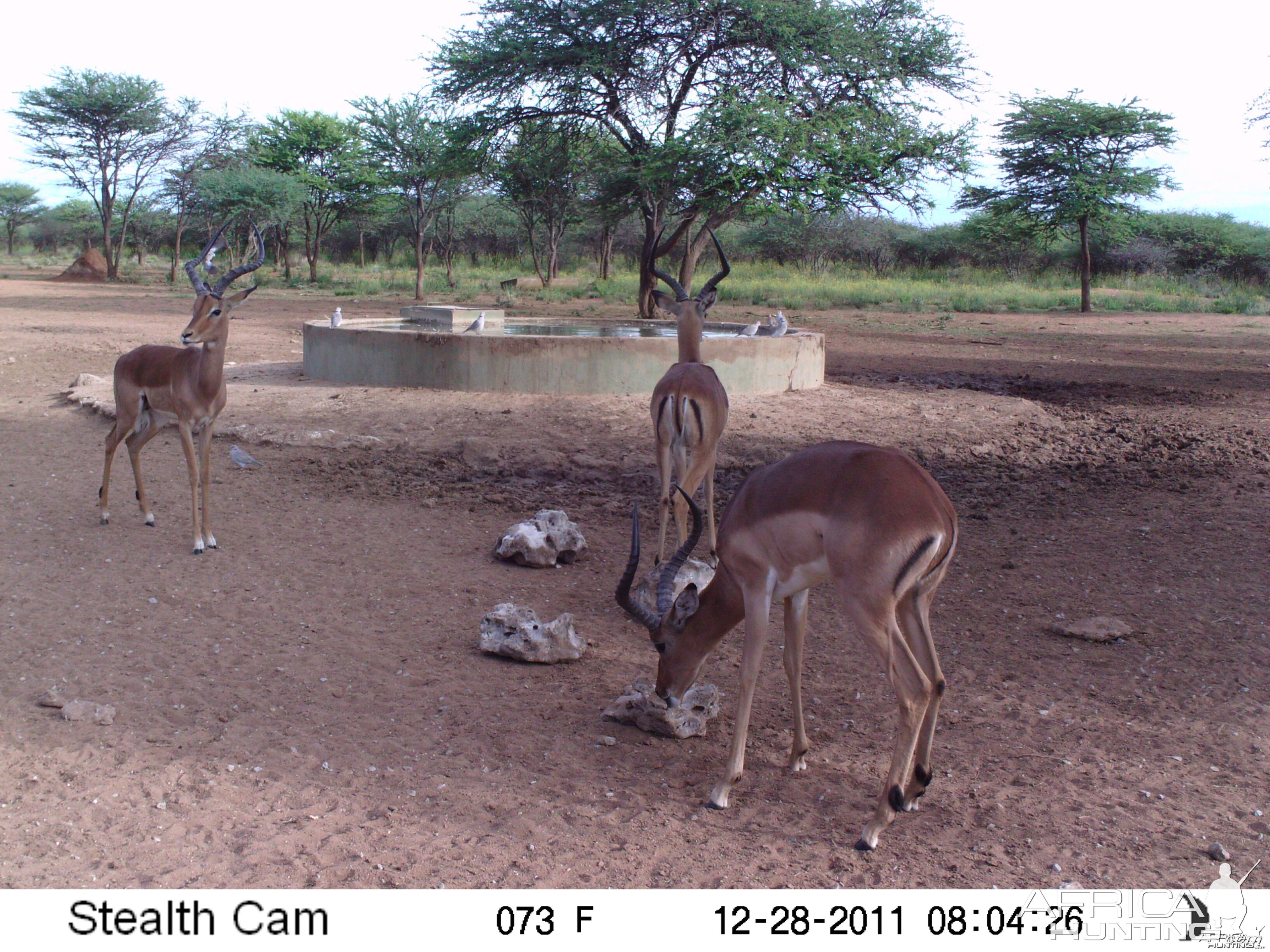 Trail Camera Namibia