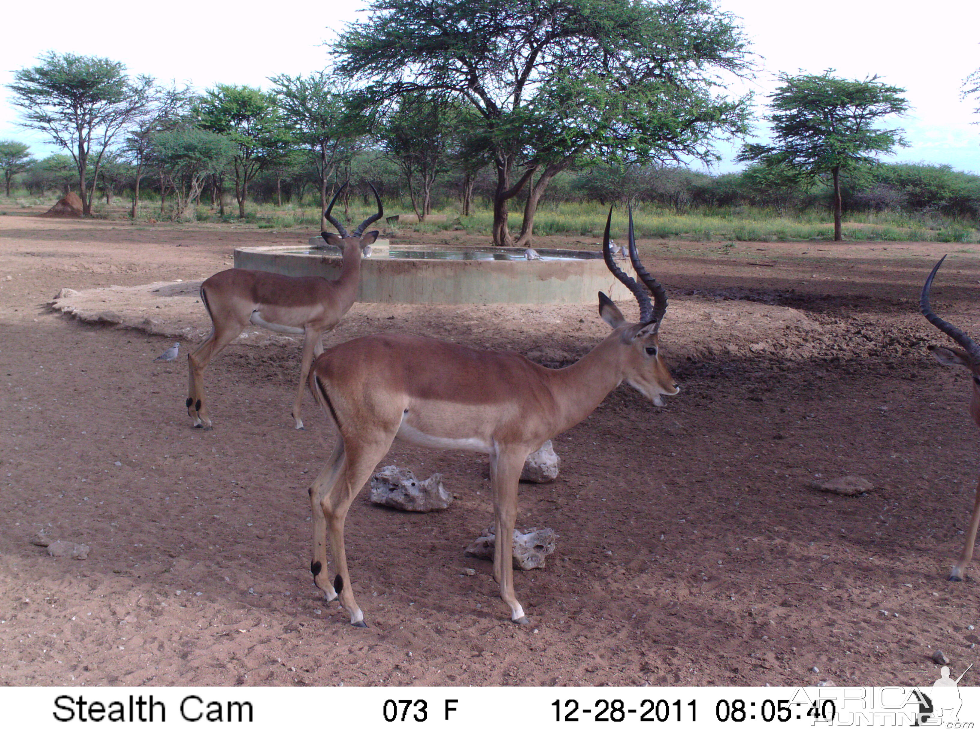 Trail Camera Namibia