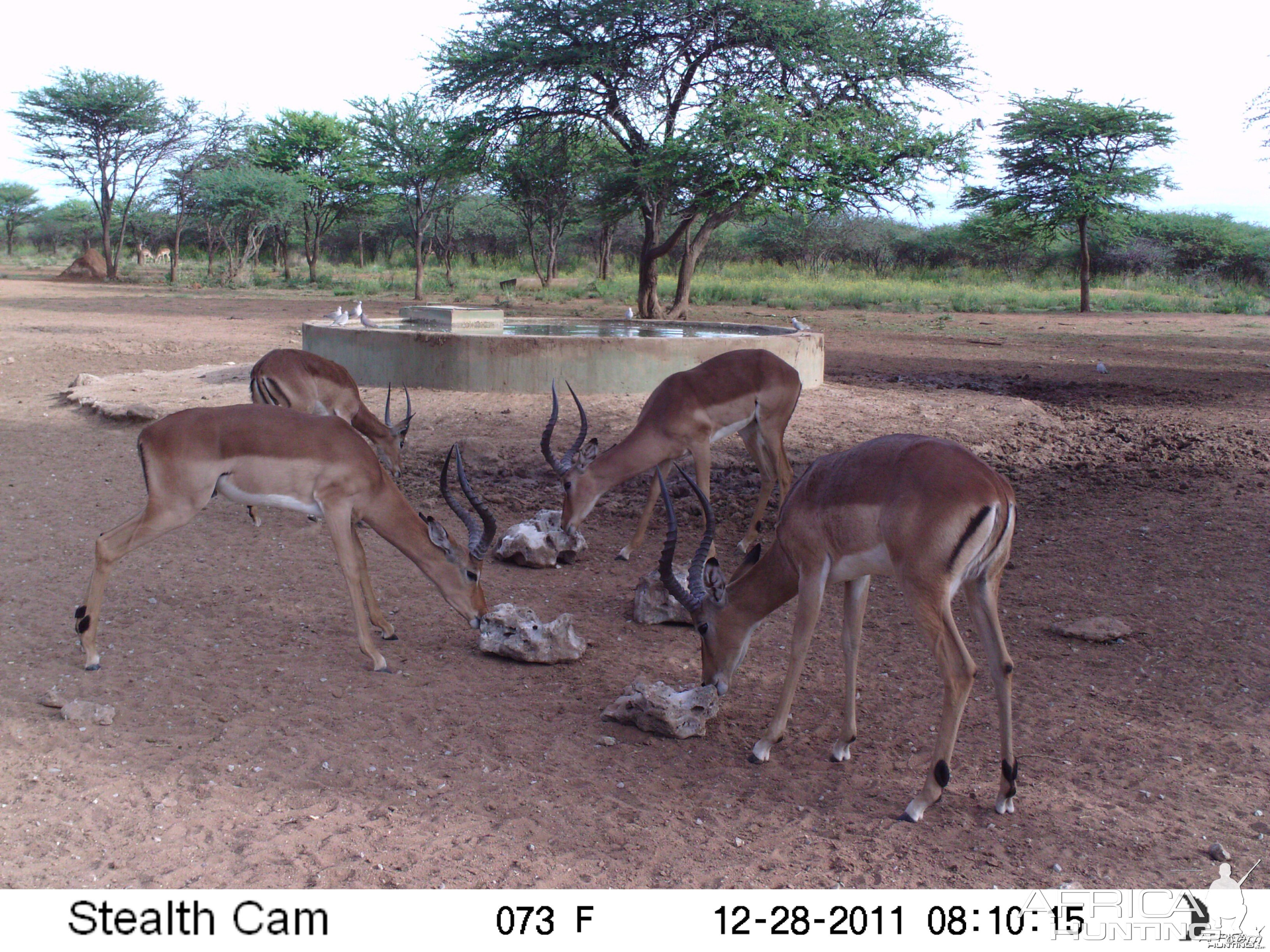 Trail Camera Namibia