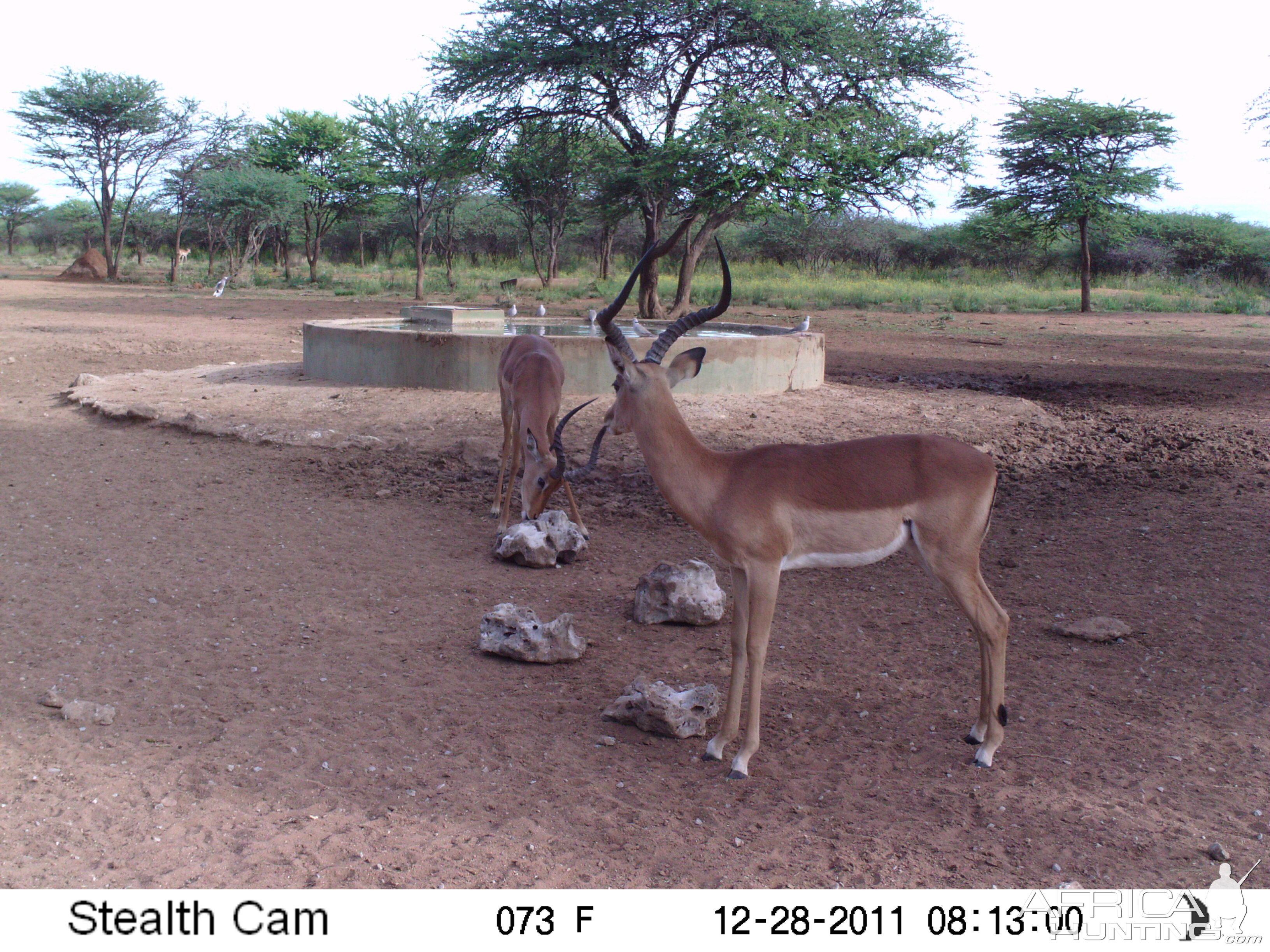 Trail Camera Namibia