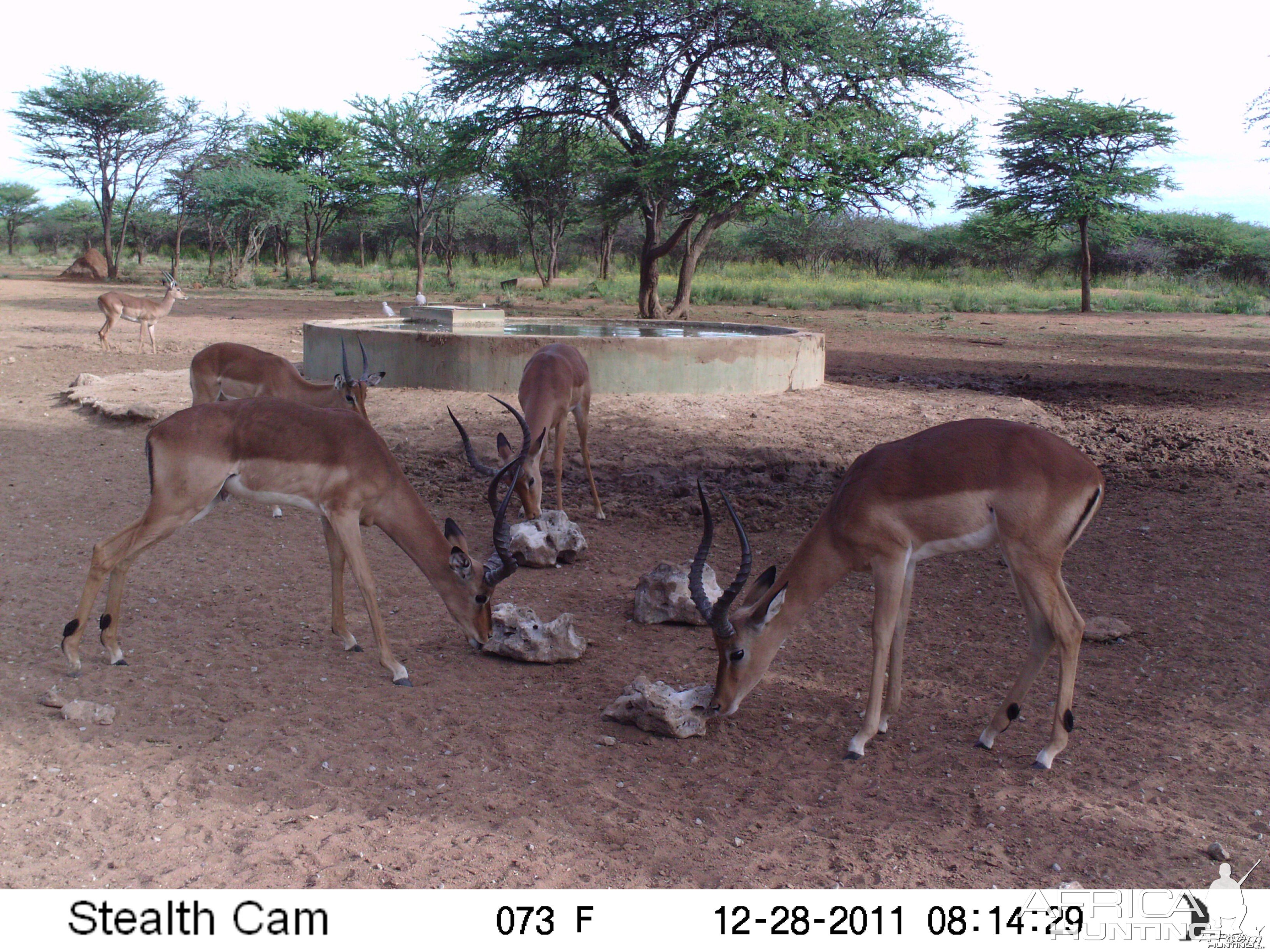 Trail Camera Namibia