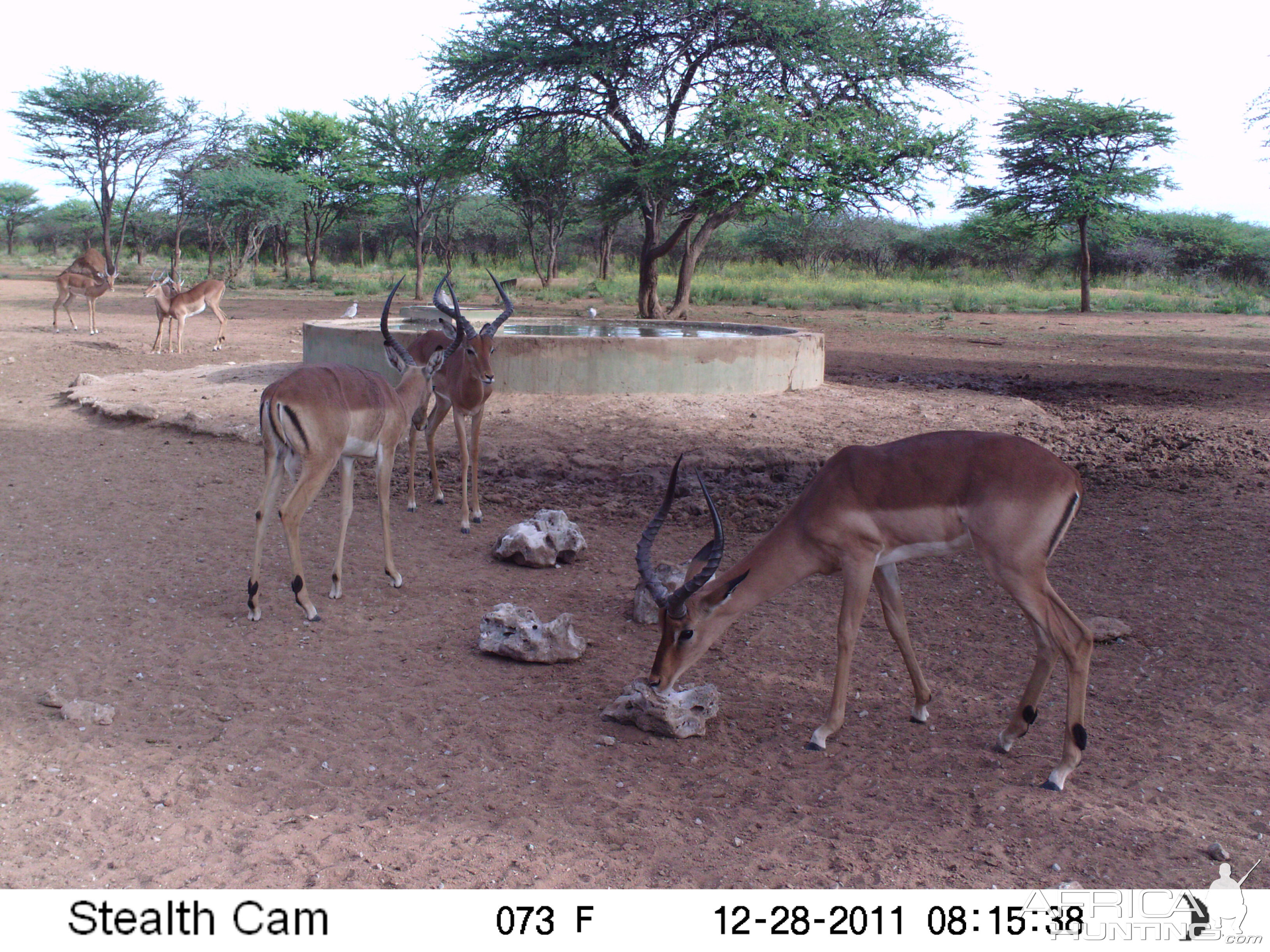 Trail Camera Namibia