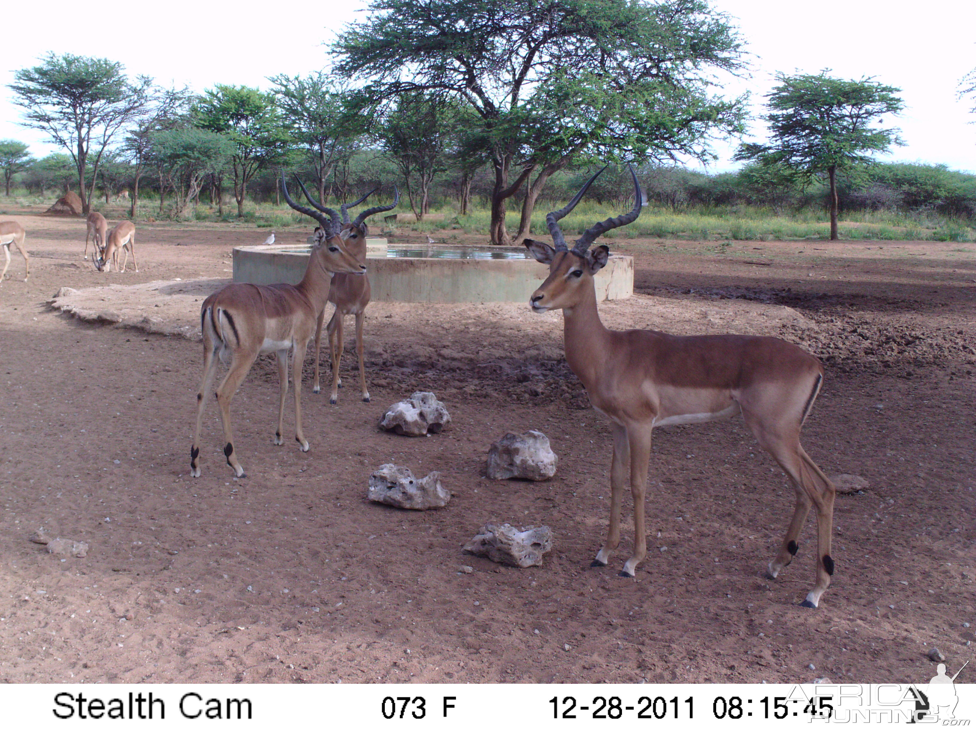 Trail Camera Namibia