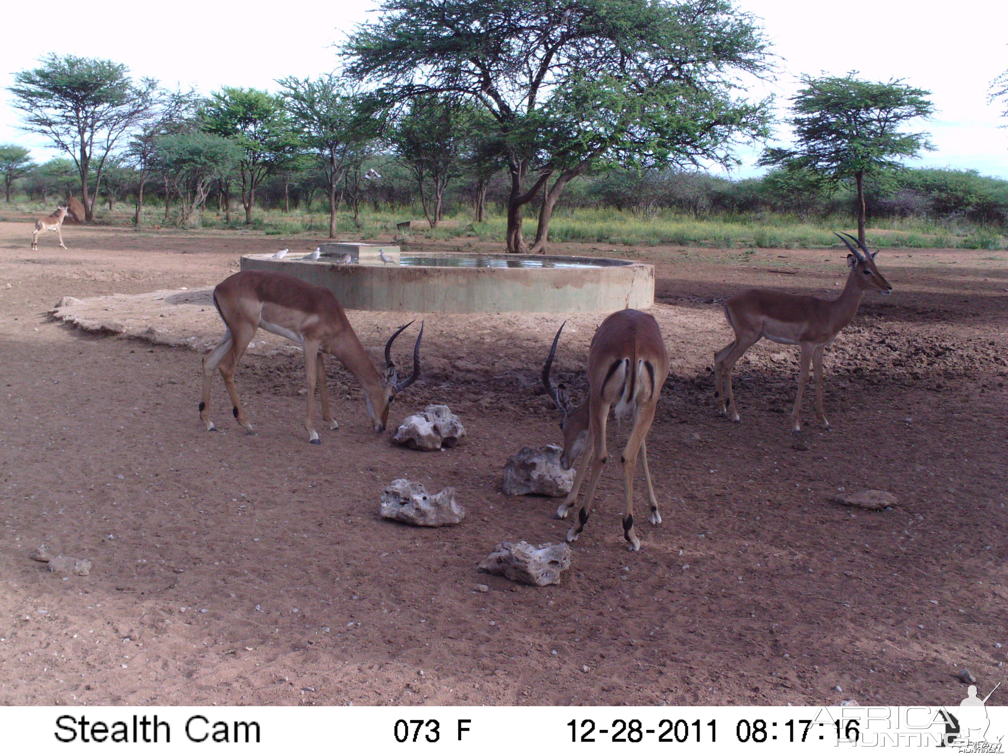 Trail Camera Namibia