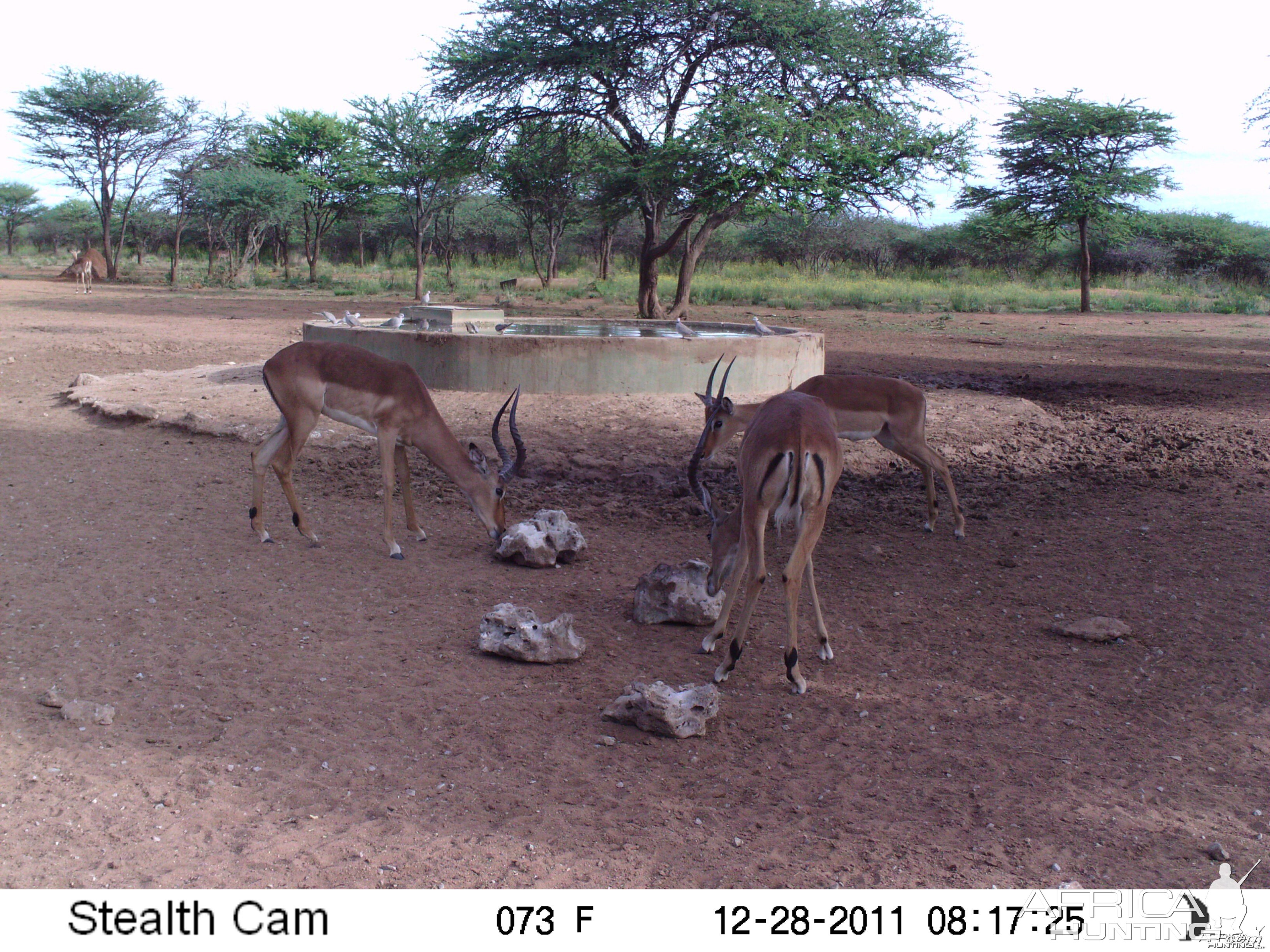 Trail Camera Namibia