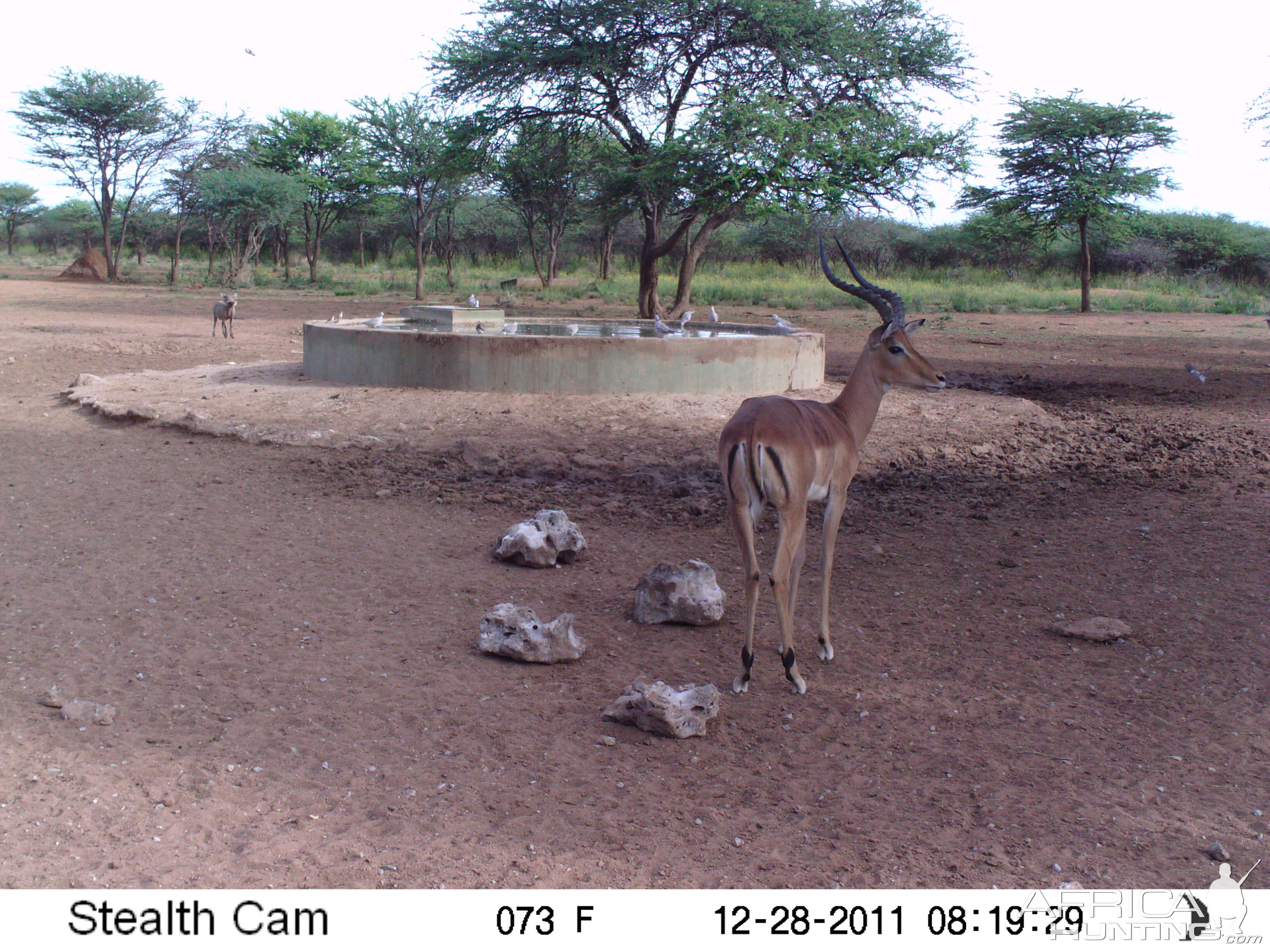 Trail Camera Namibia