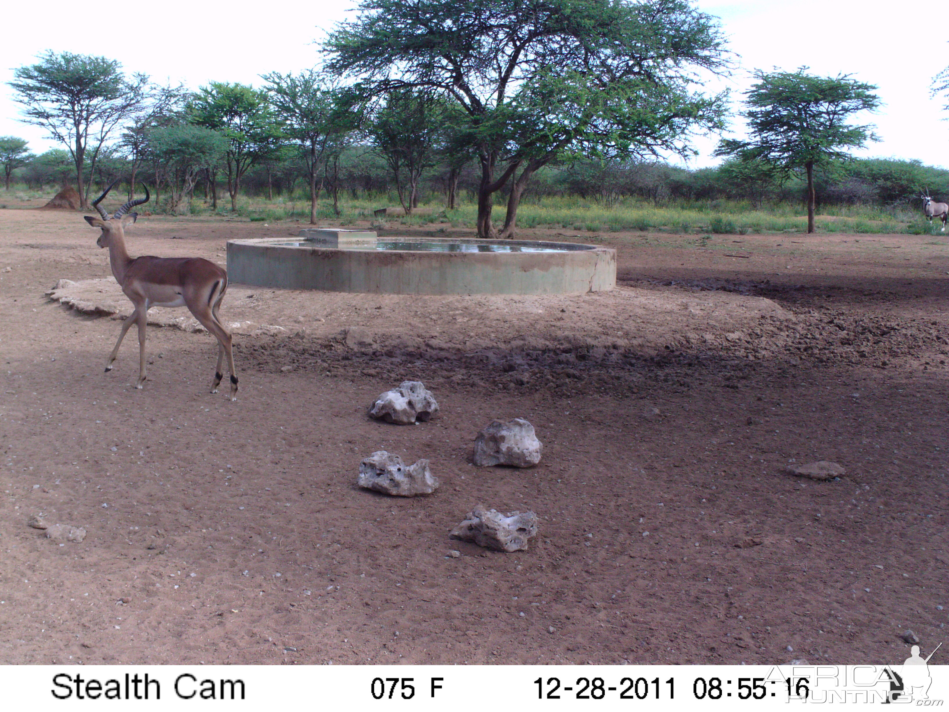 Trail Camera Namibia