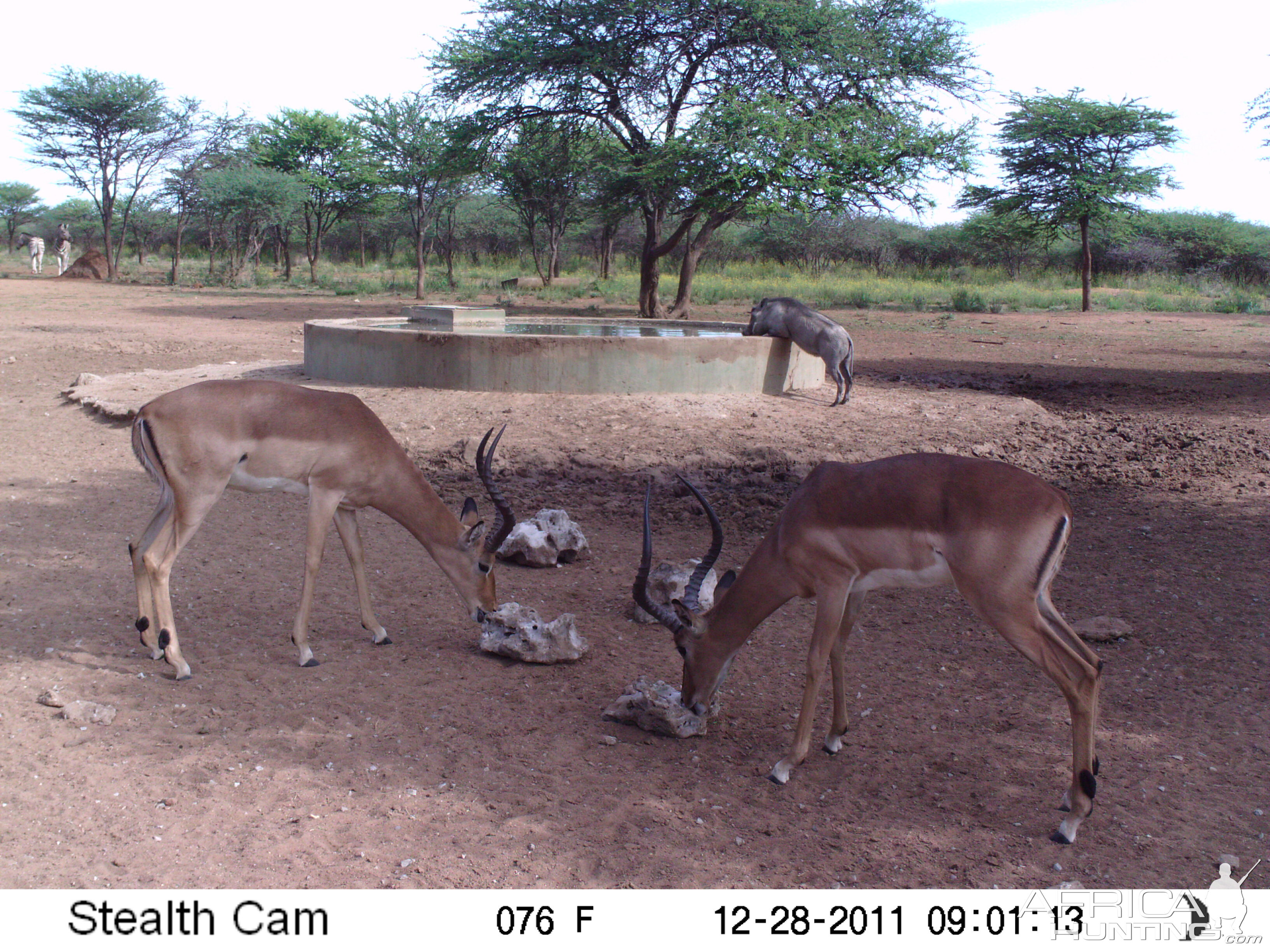 Trail Camera Namibia