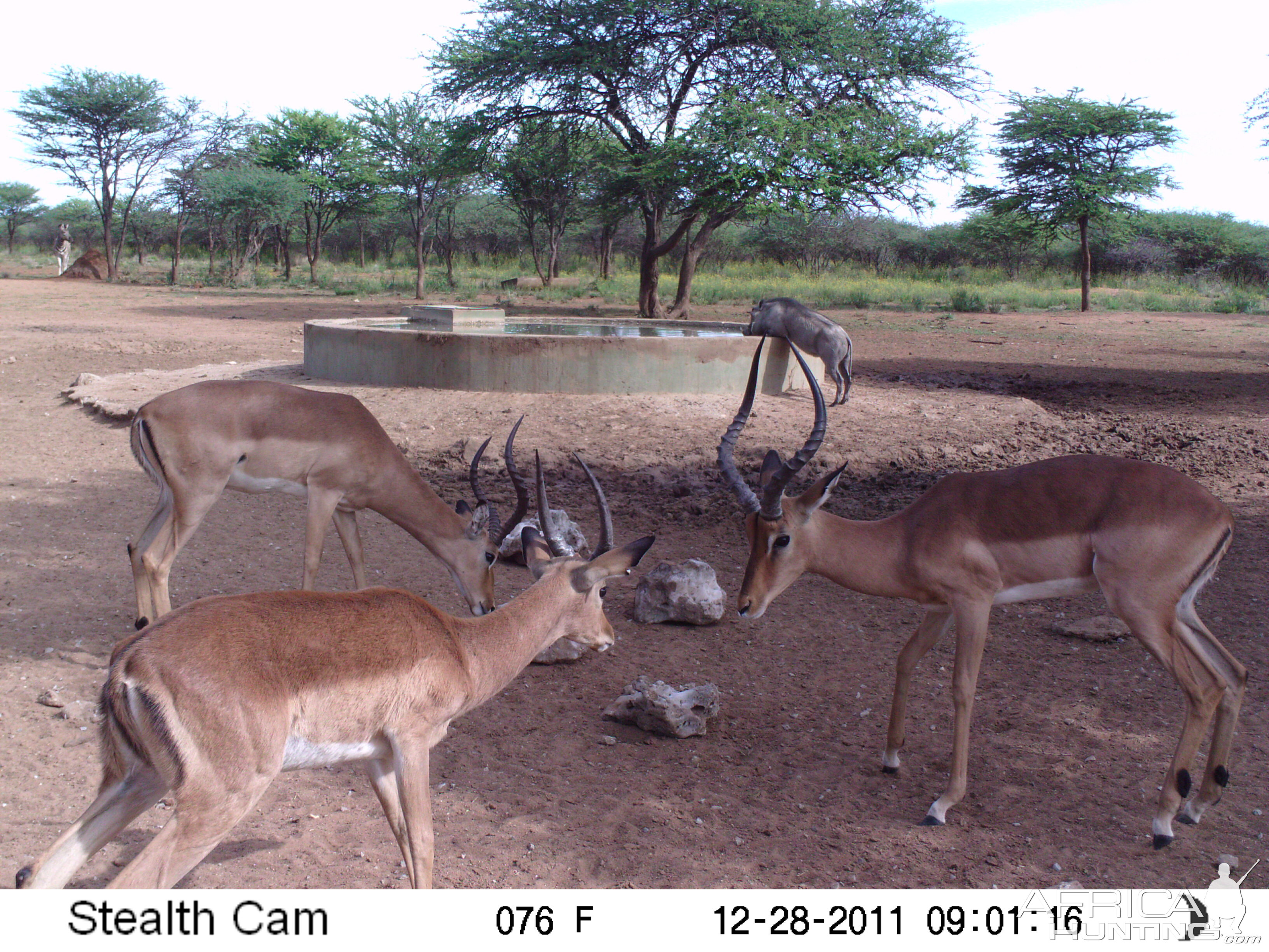 Trail Camera Namibia