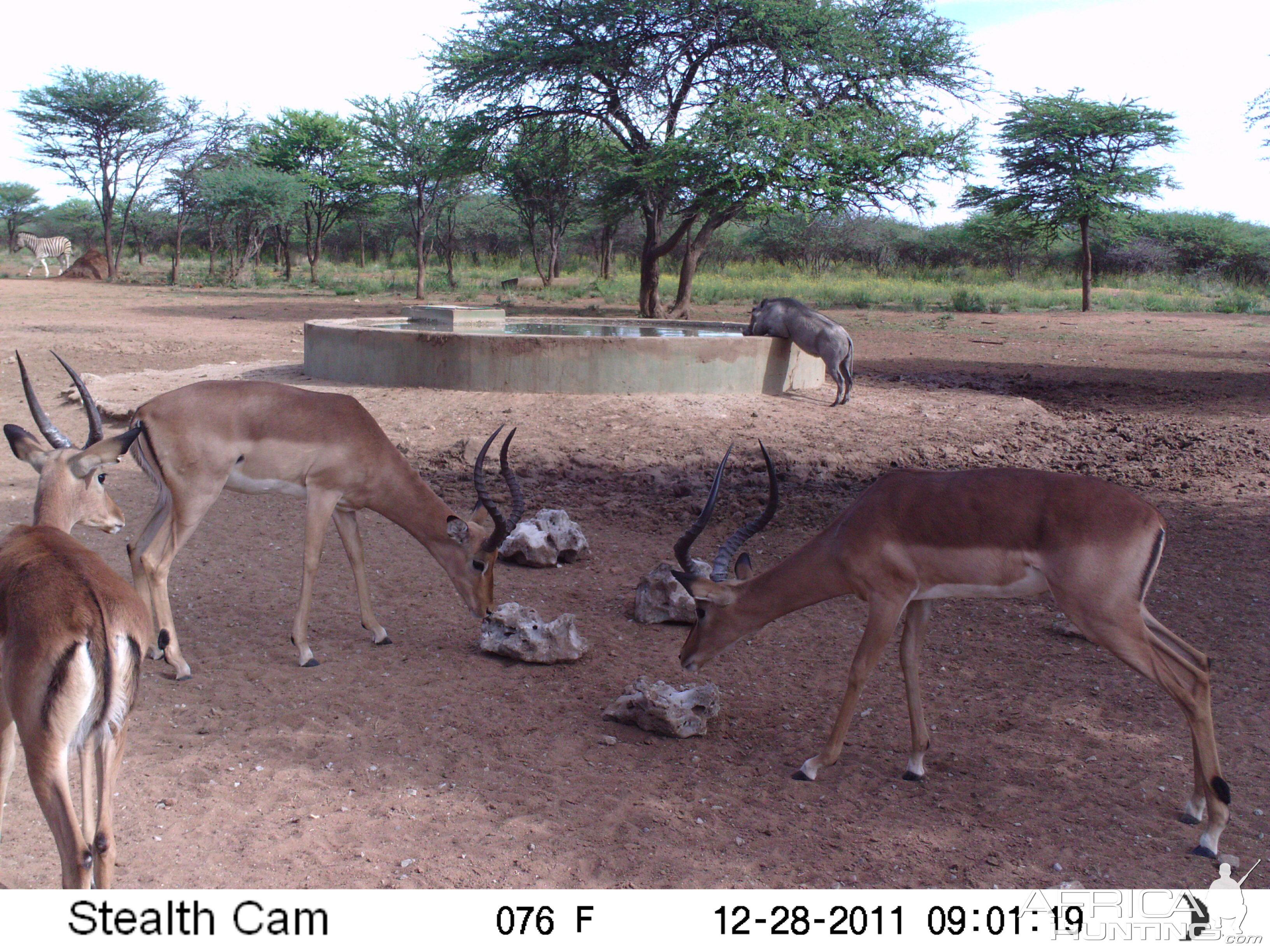 Trail Camera Namibia