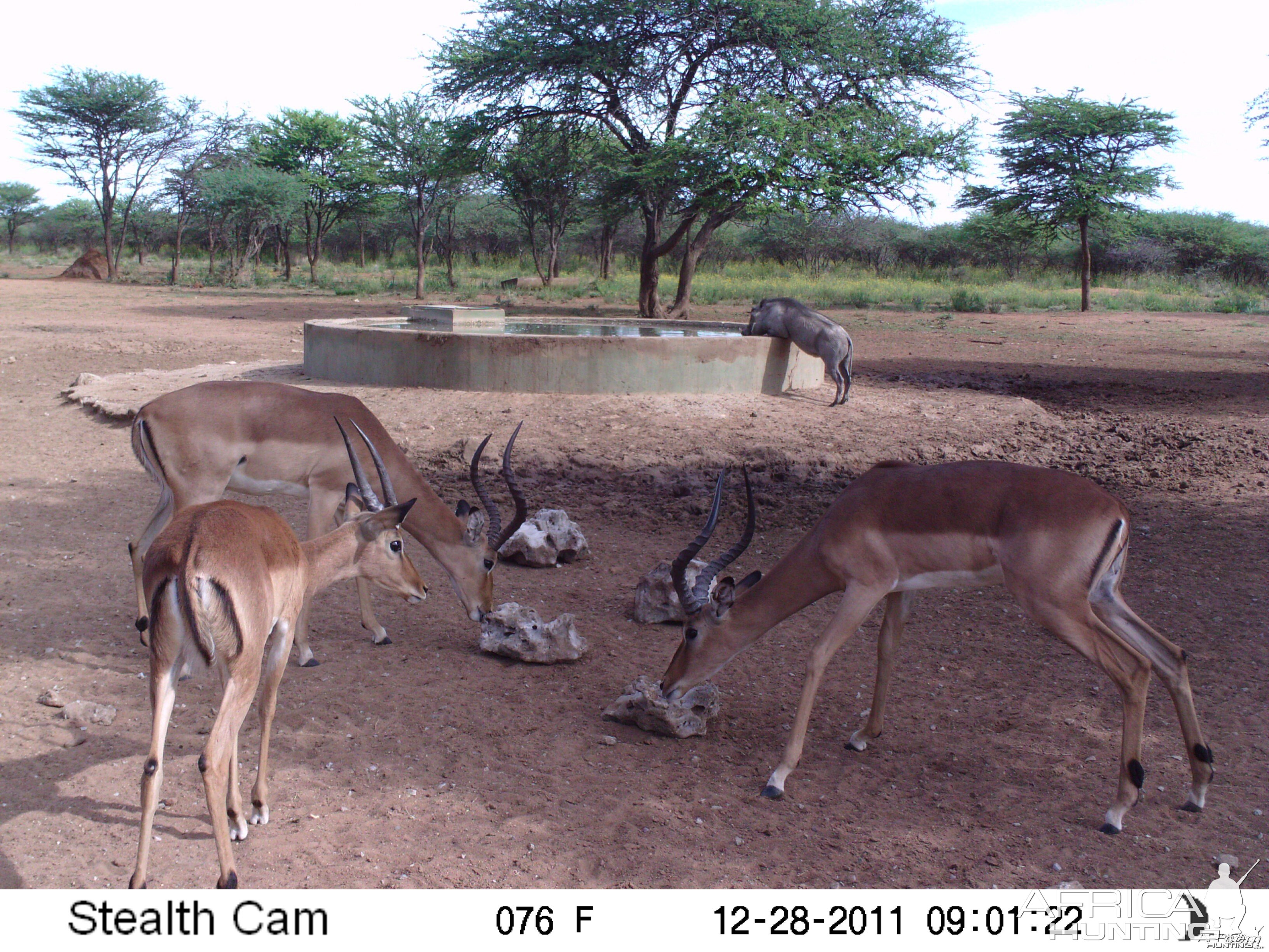 Trail Camera Namibia