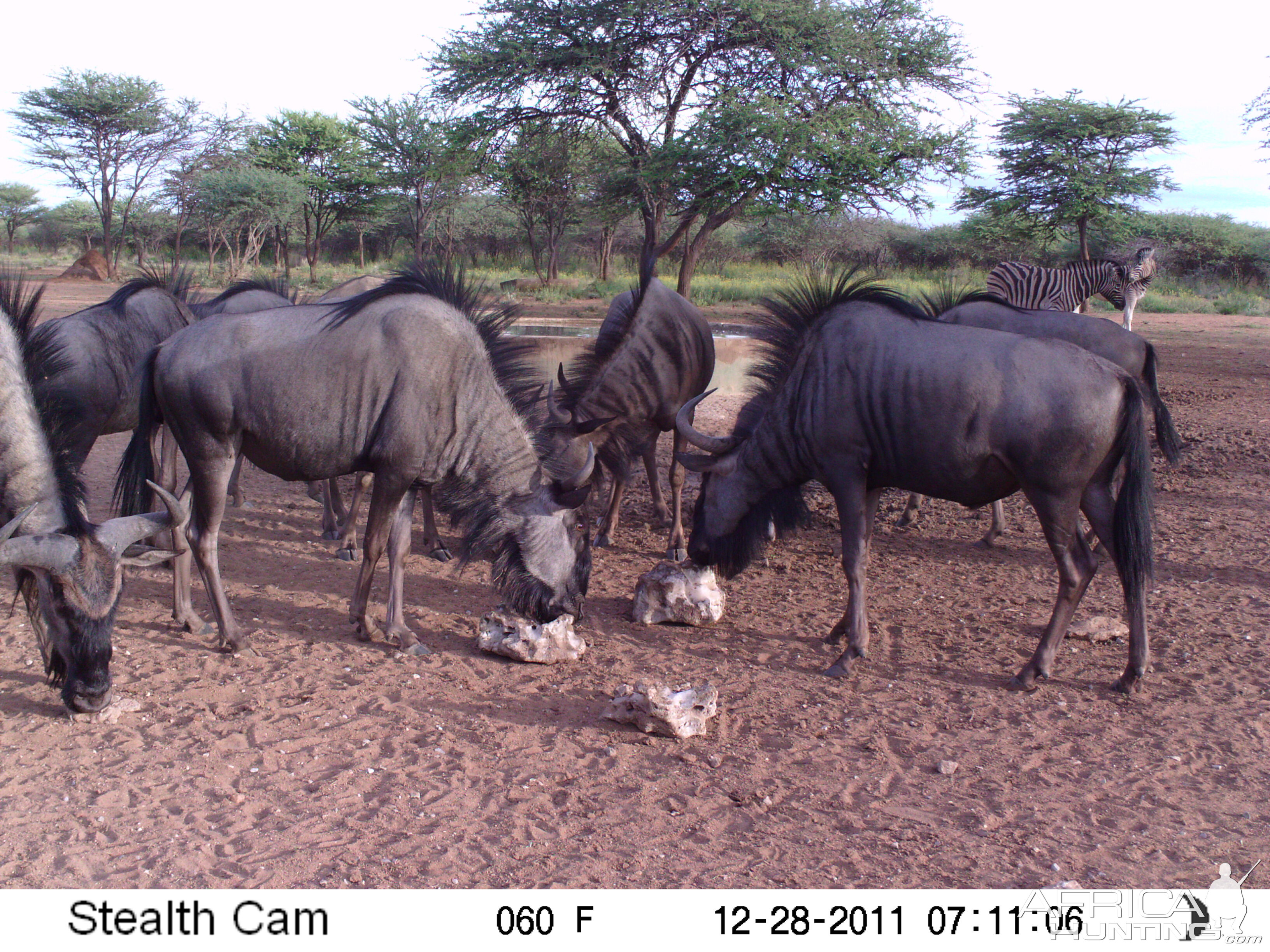 Trail Camera Namibia