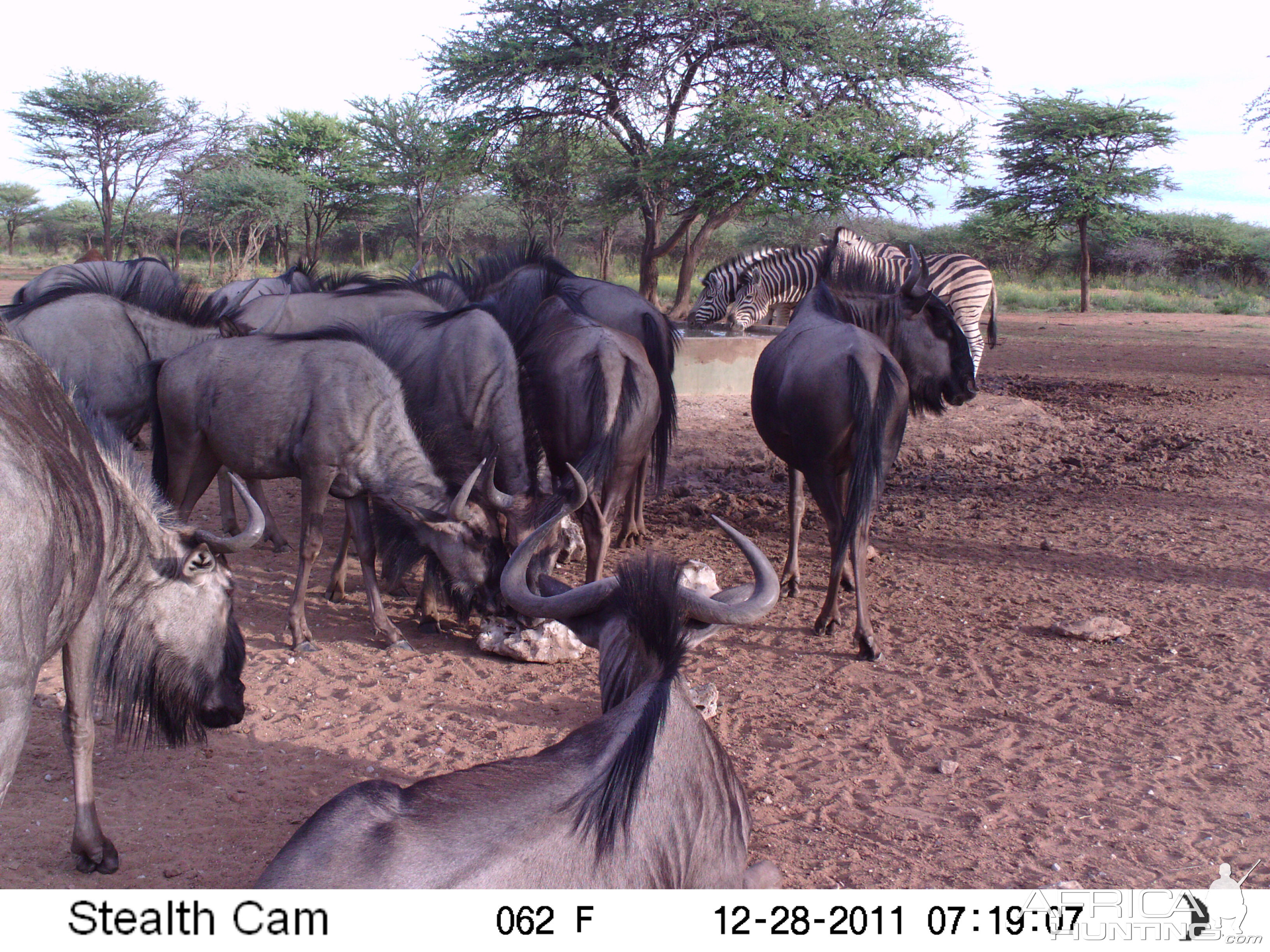 Trail Camera Namibia