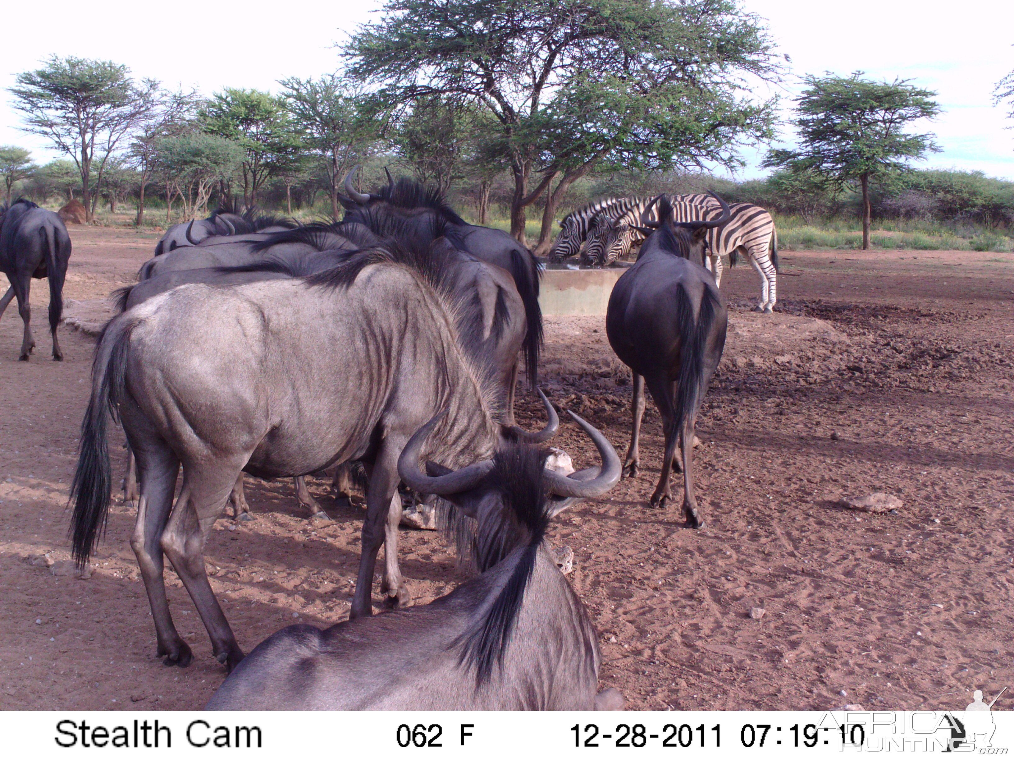 Trail Camera Namibia