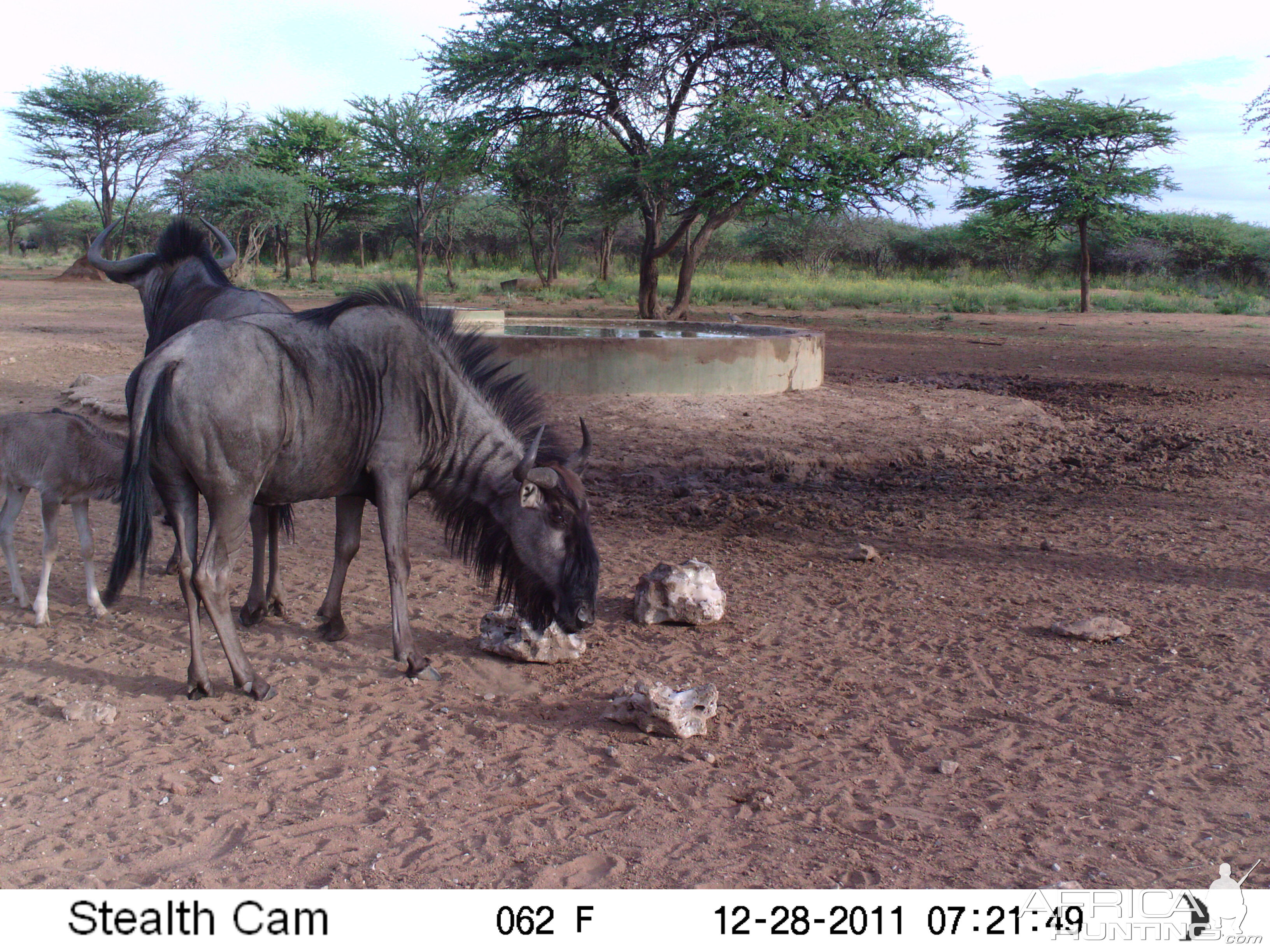 Trail Camera Namibia