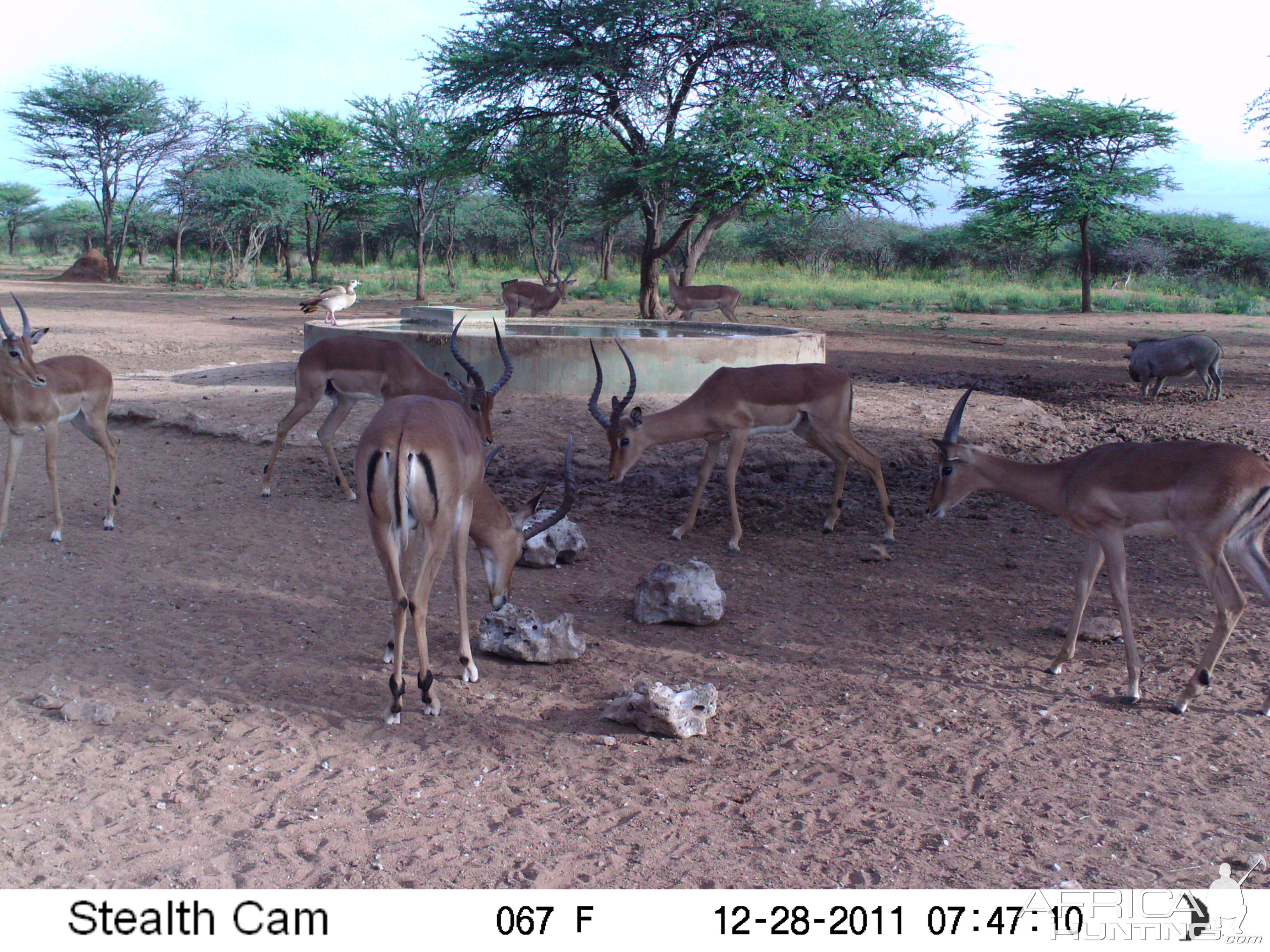 Trail Camera Namibia