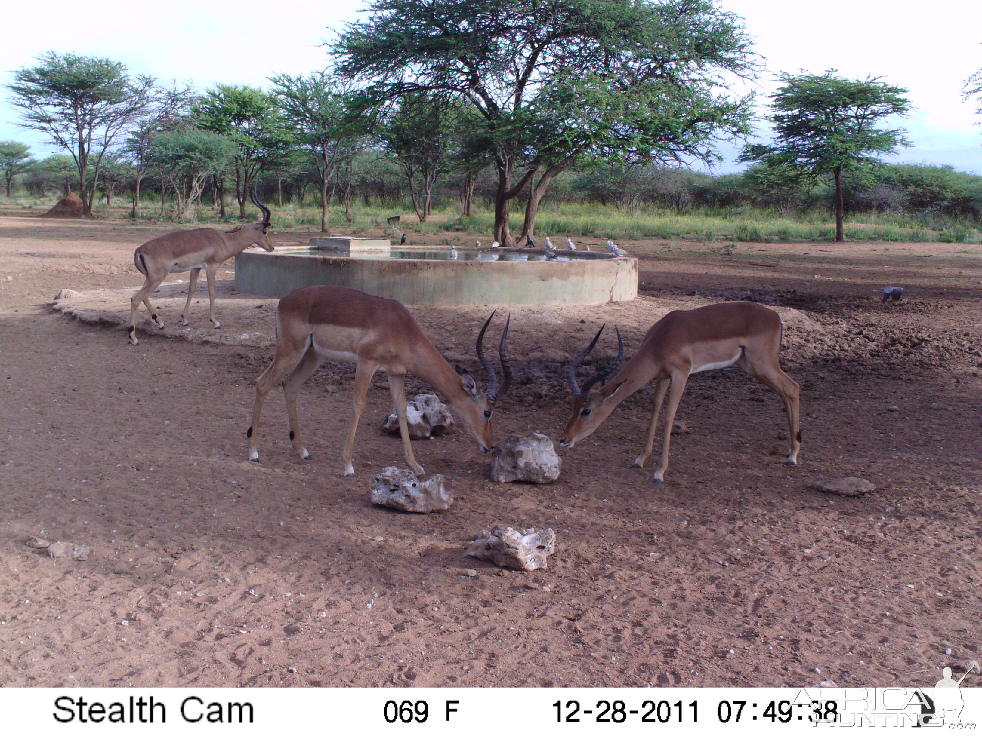 Trail Camera Namibia