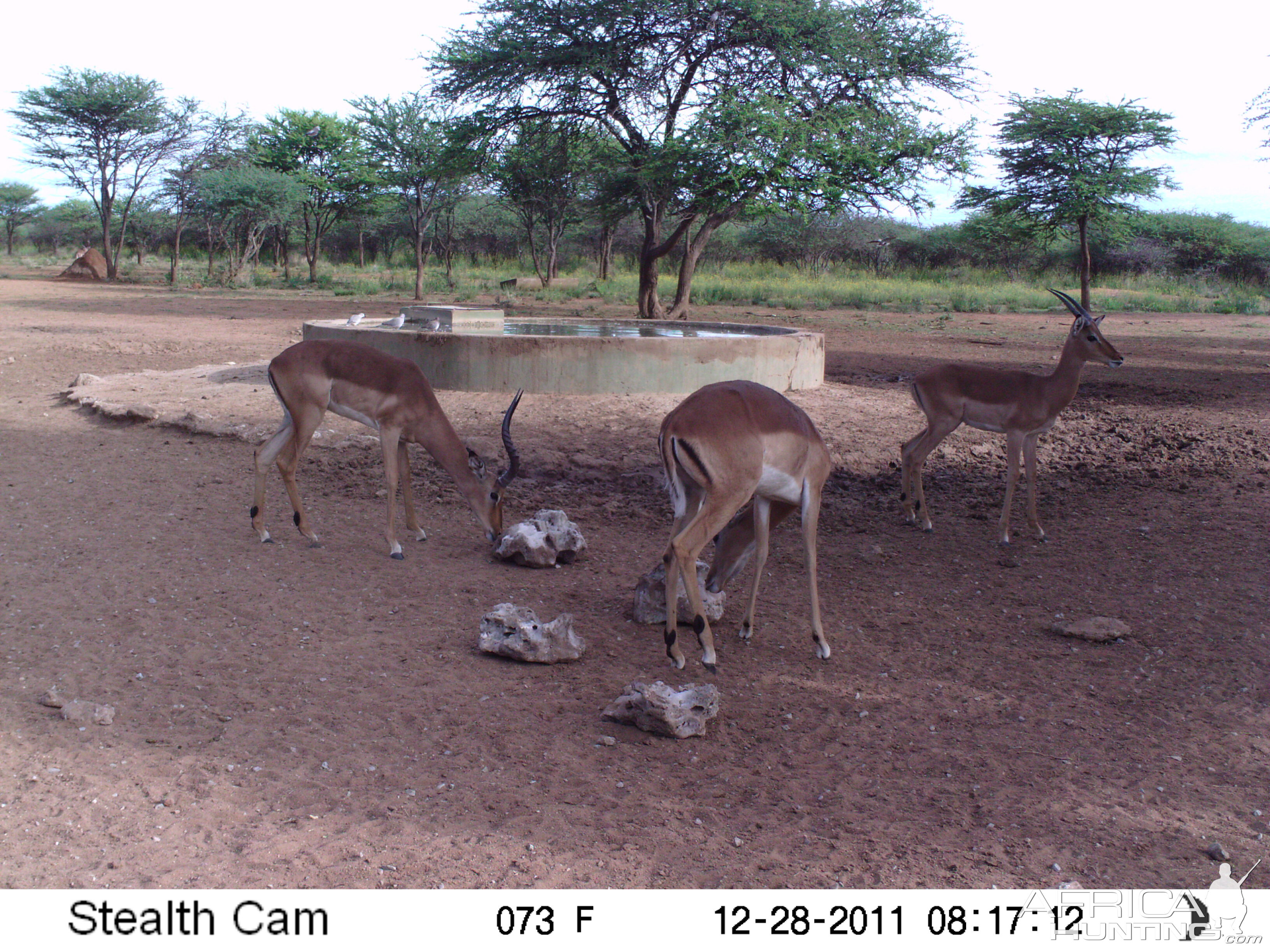 Trail Camera Namibia