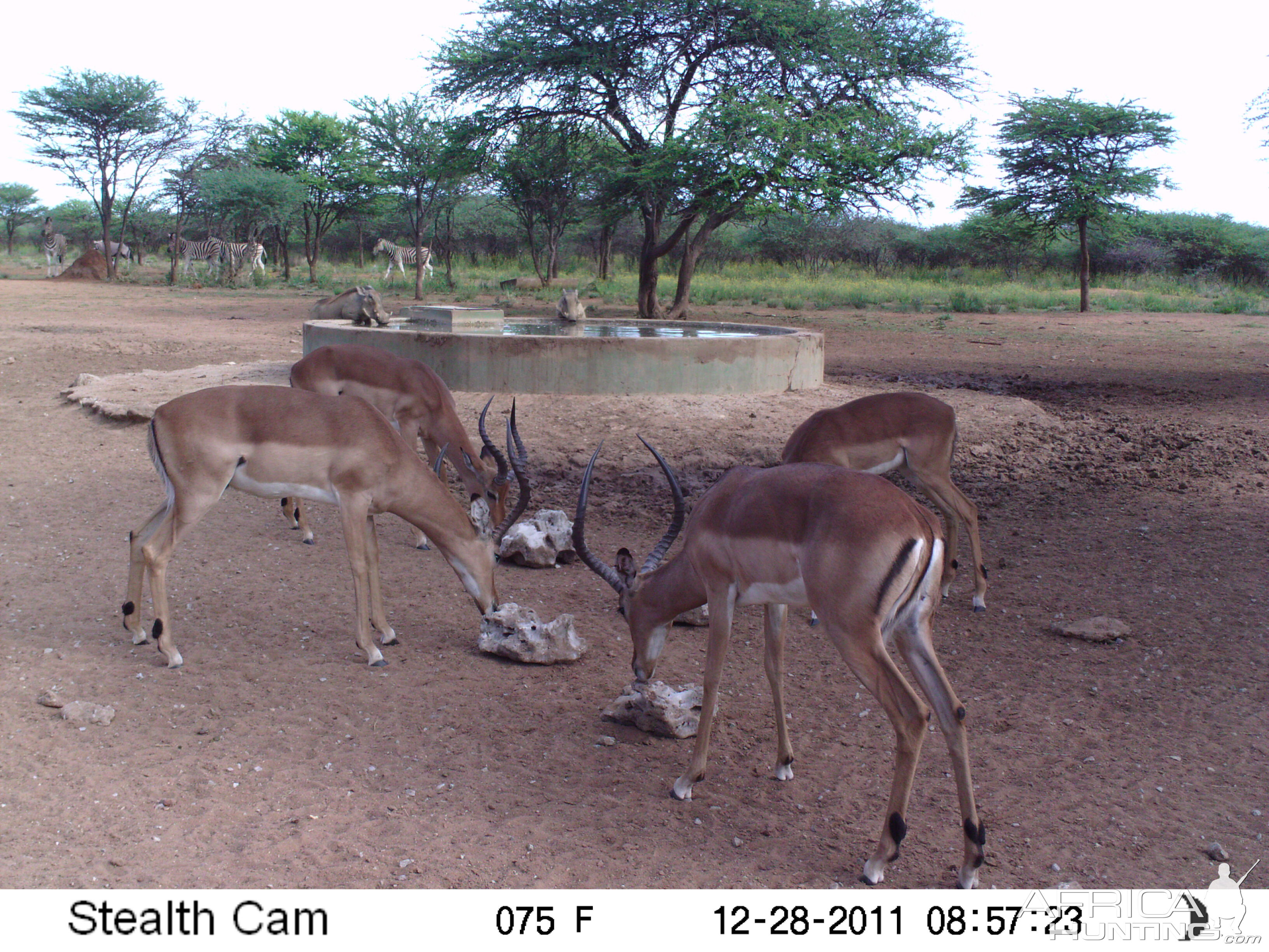 Trail Camera Namibia