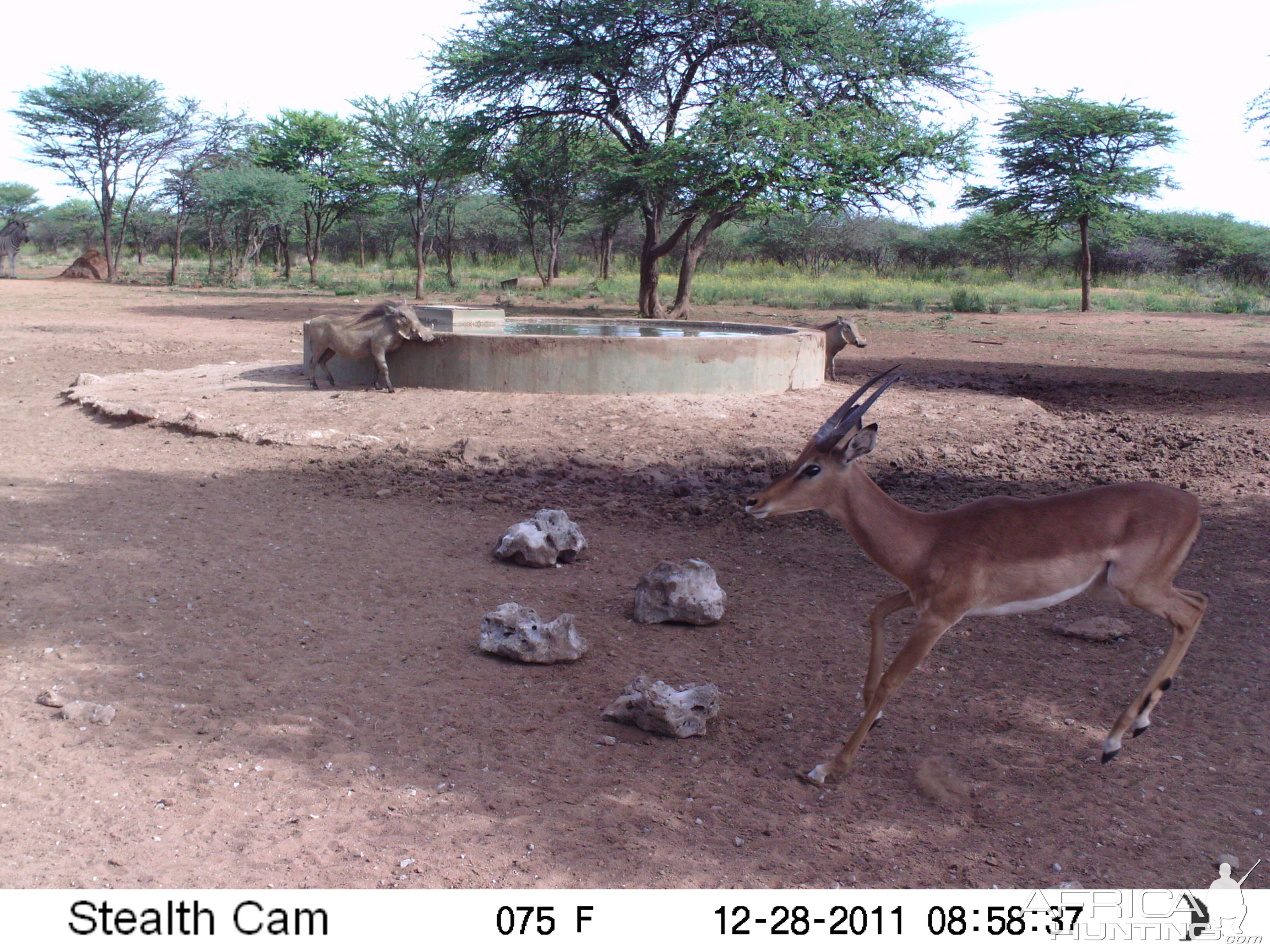 Trail Camera Namibia