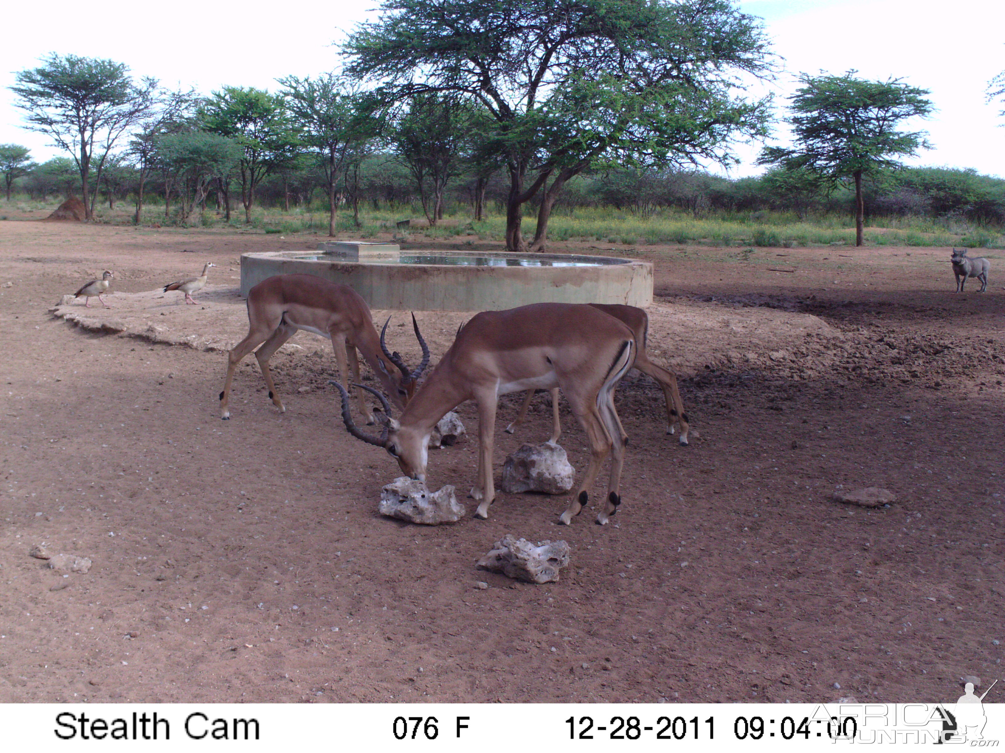 Trail Camera Namibia