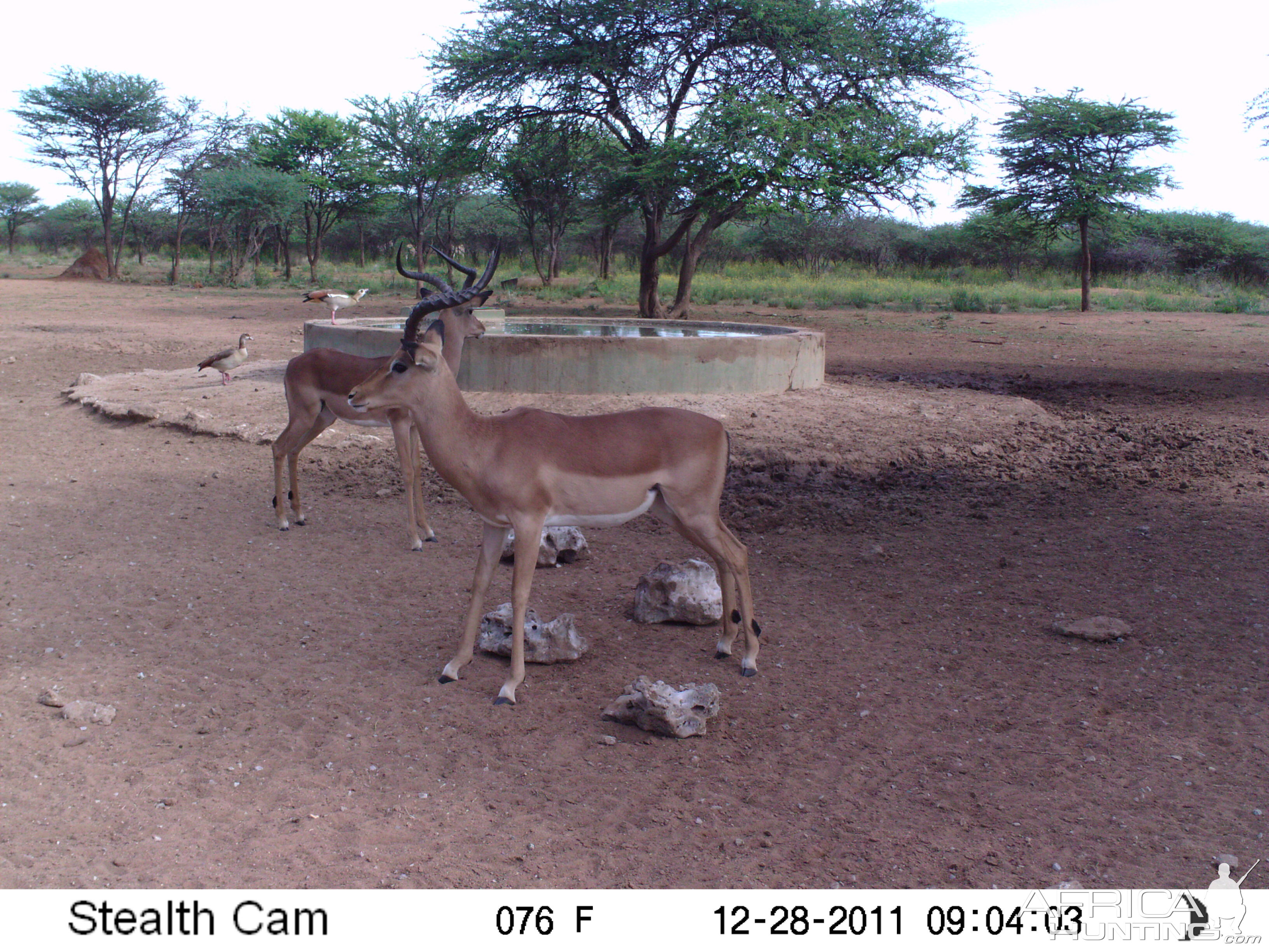 Trail Camera Namibia