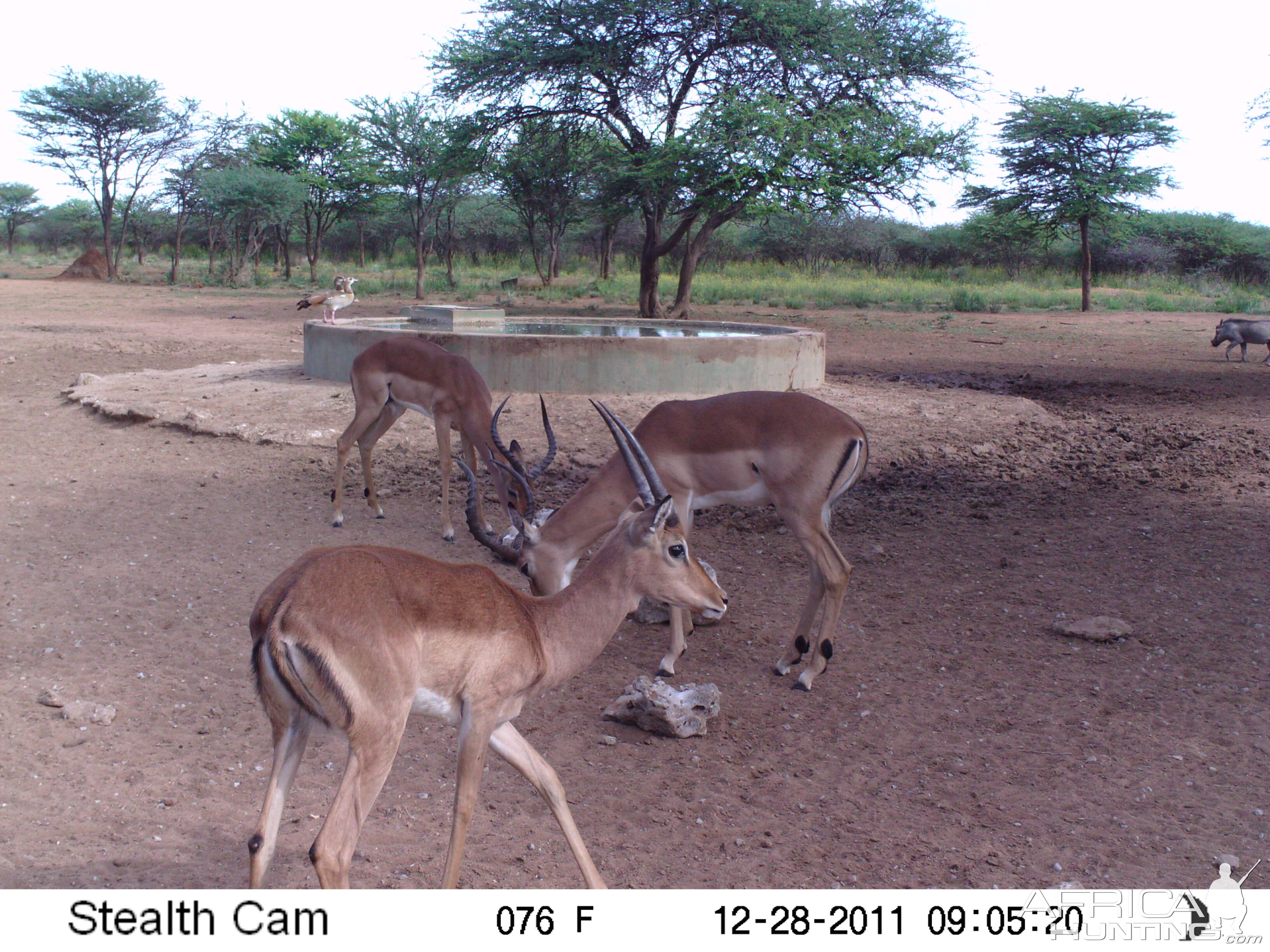 Trail Camera Namibia