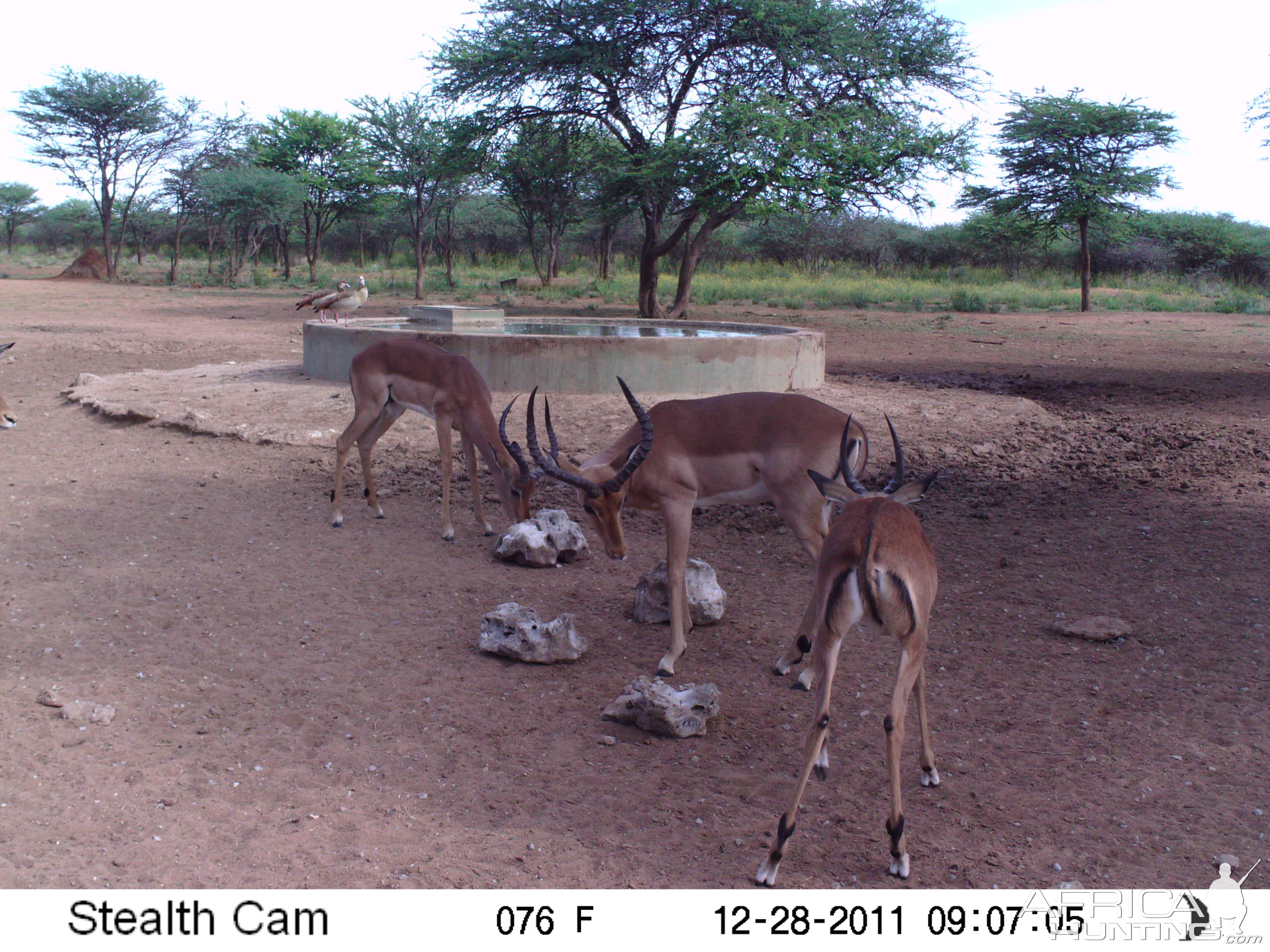 Trail Camera Namibia