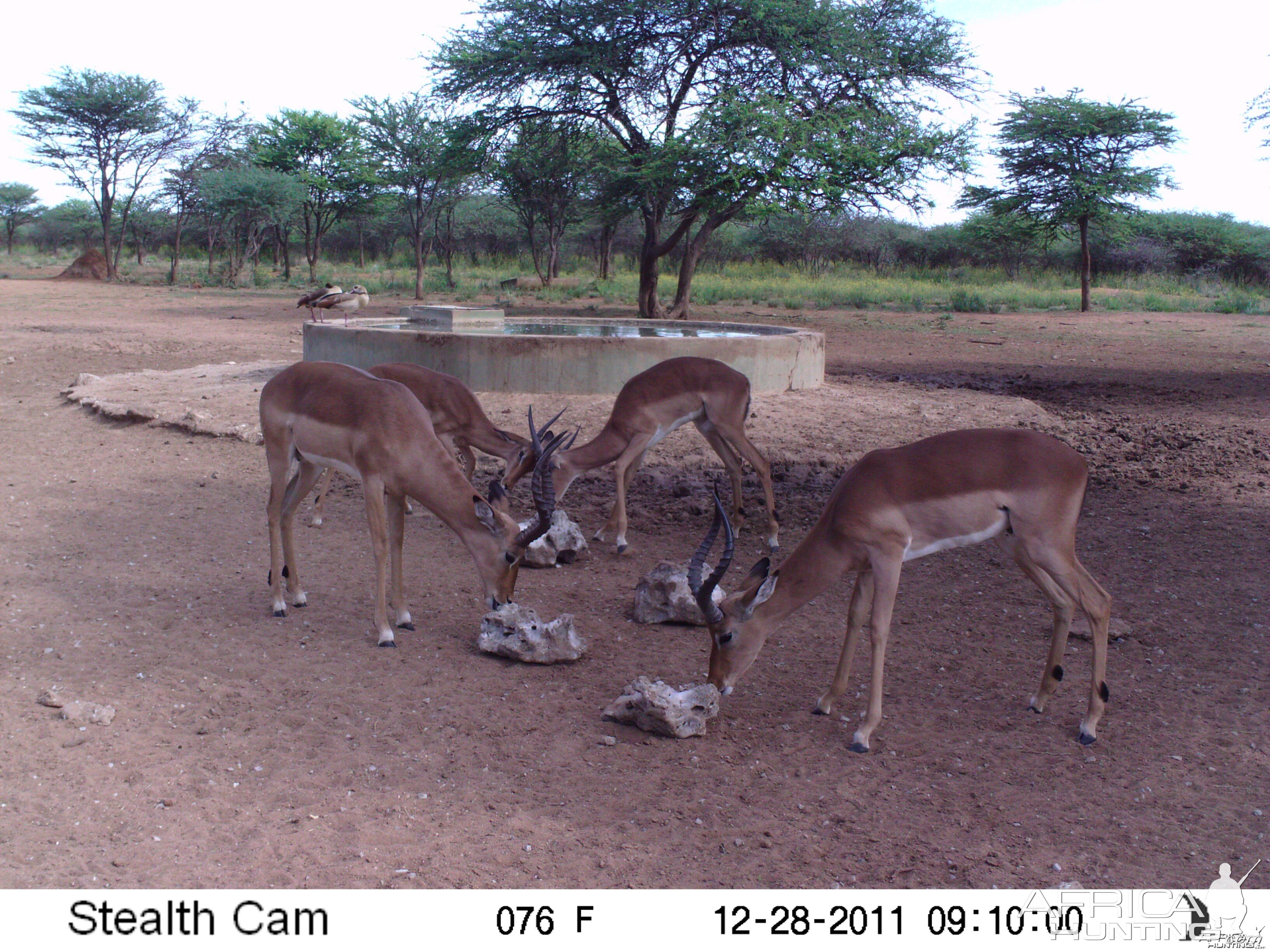 Trail Camera Namibia