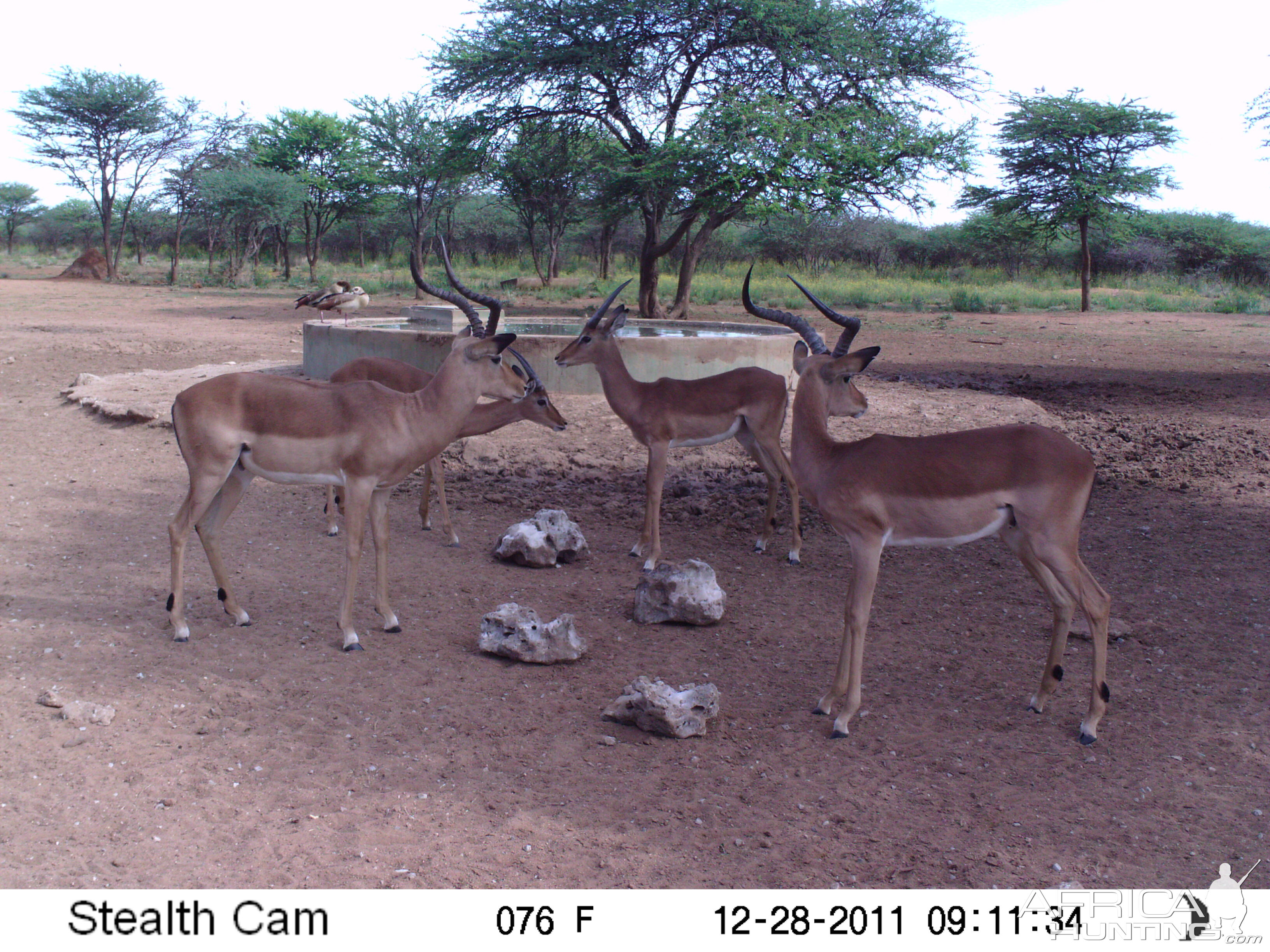 Trail Camera Namibia