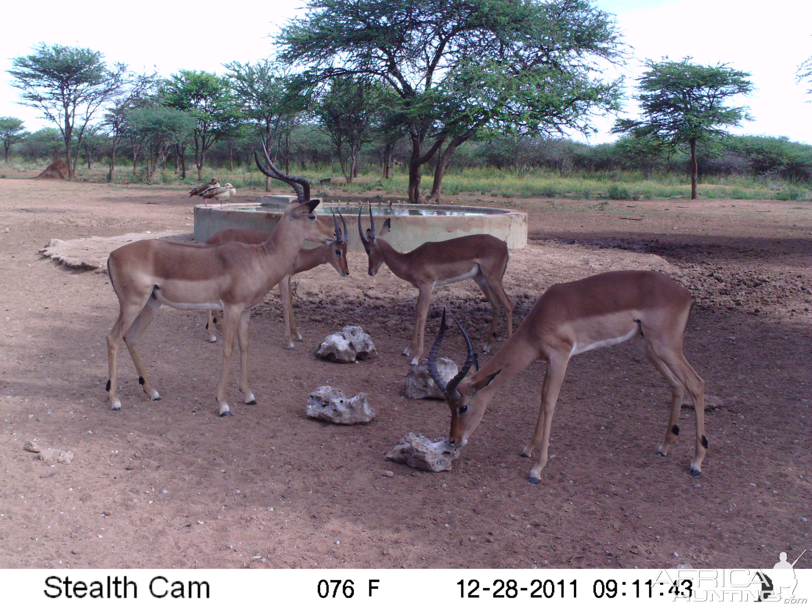 Trail Camera Namibia