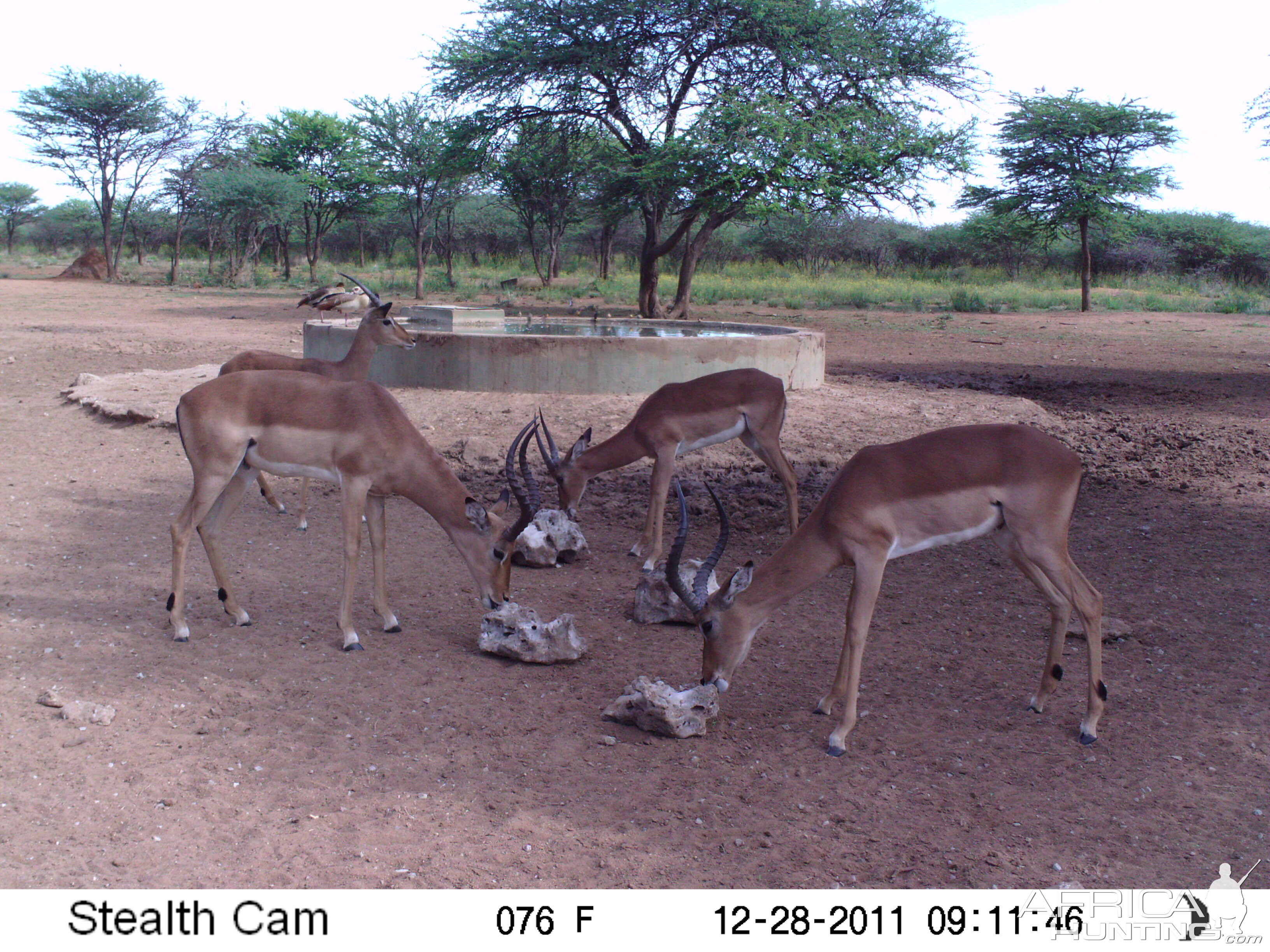 Trail Camera Namibia