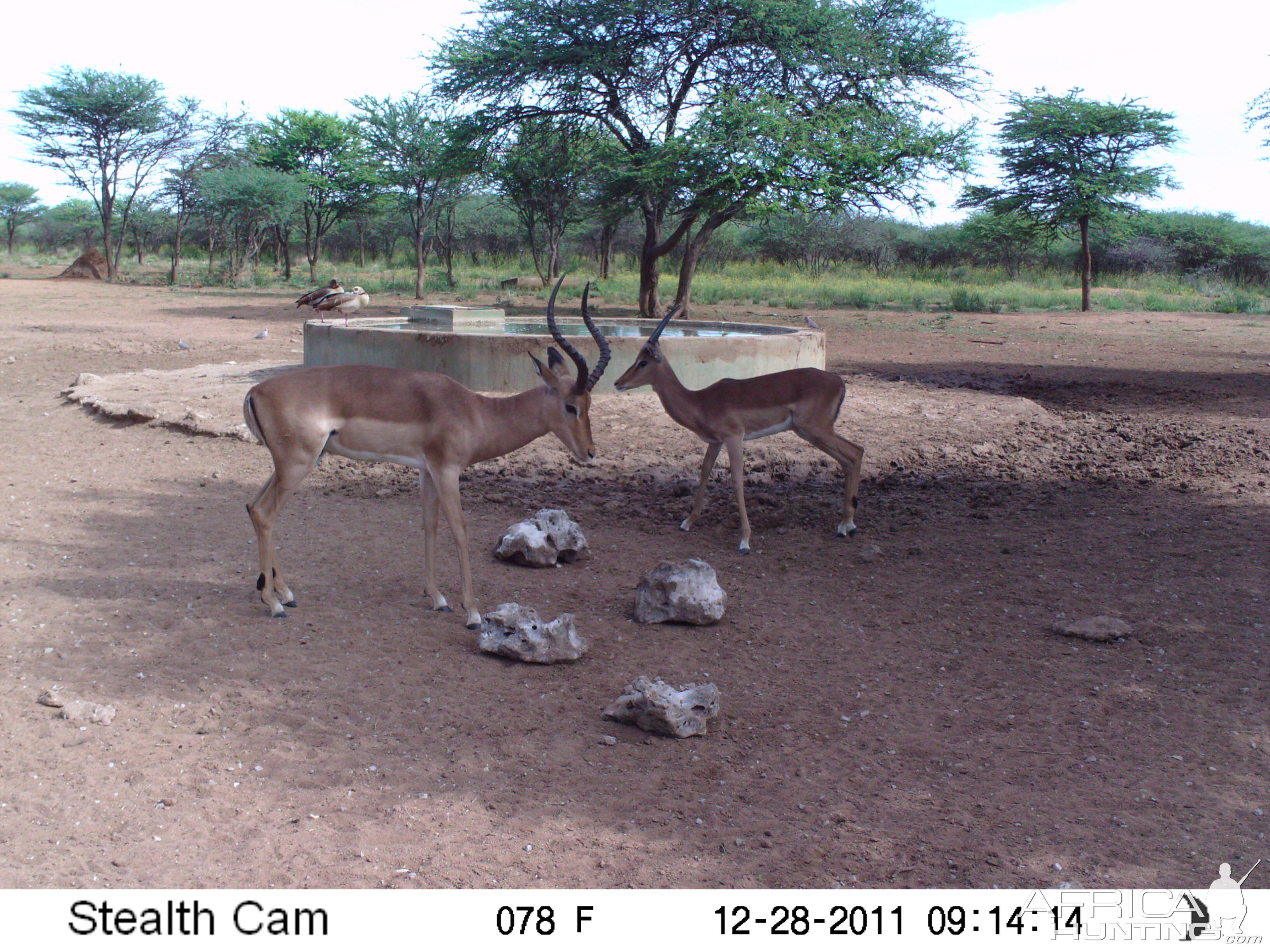 Trail Camera Namibia