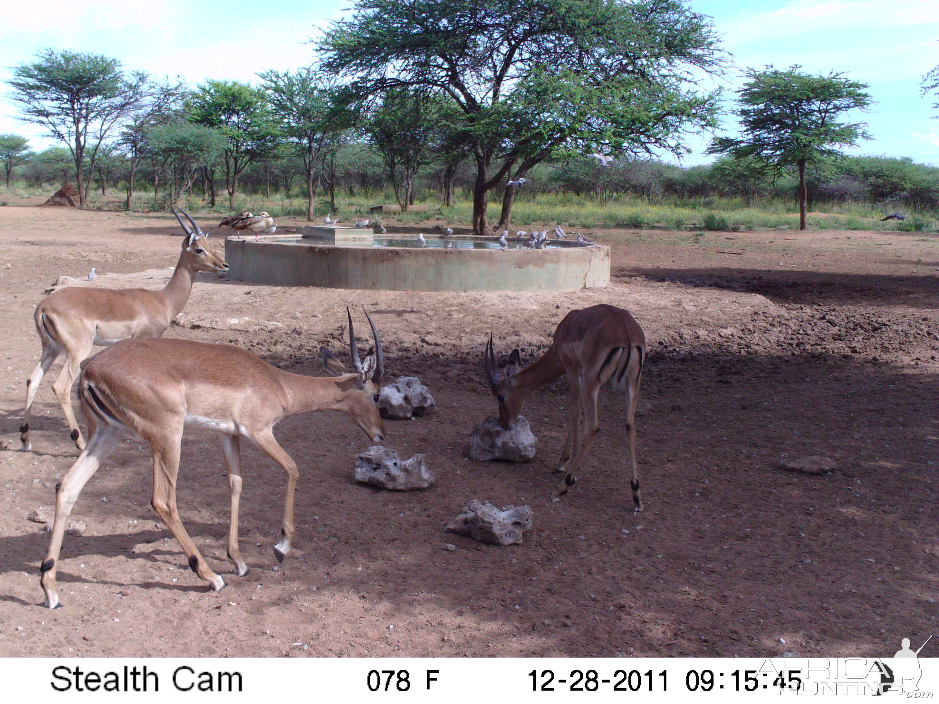 Trail Camera Namibia