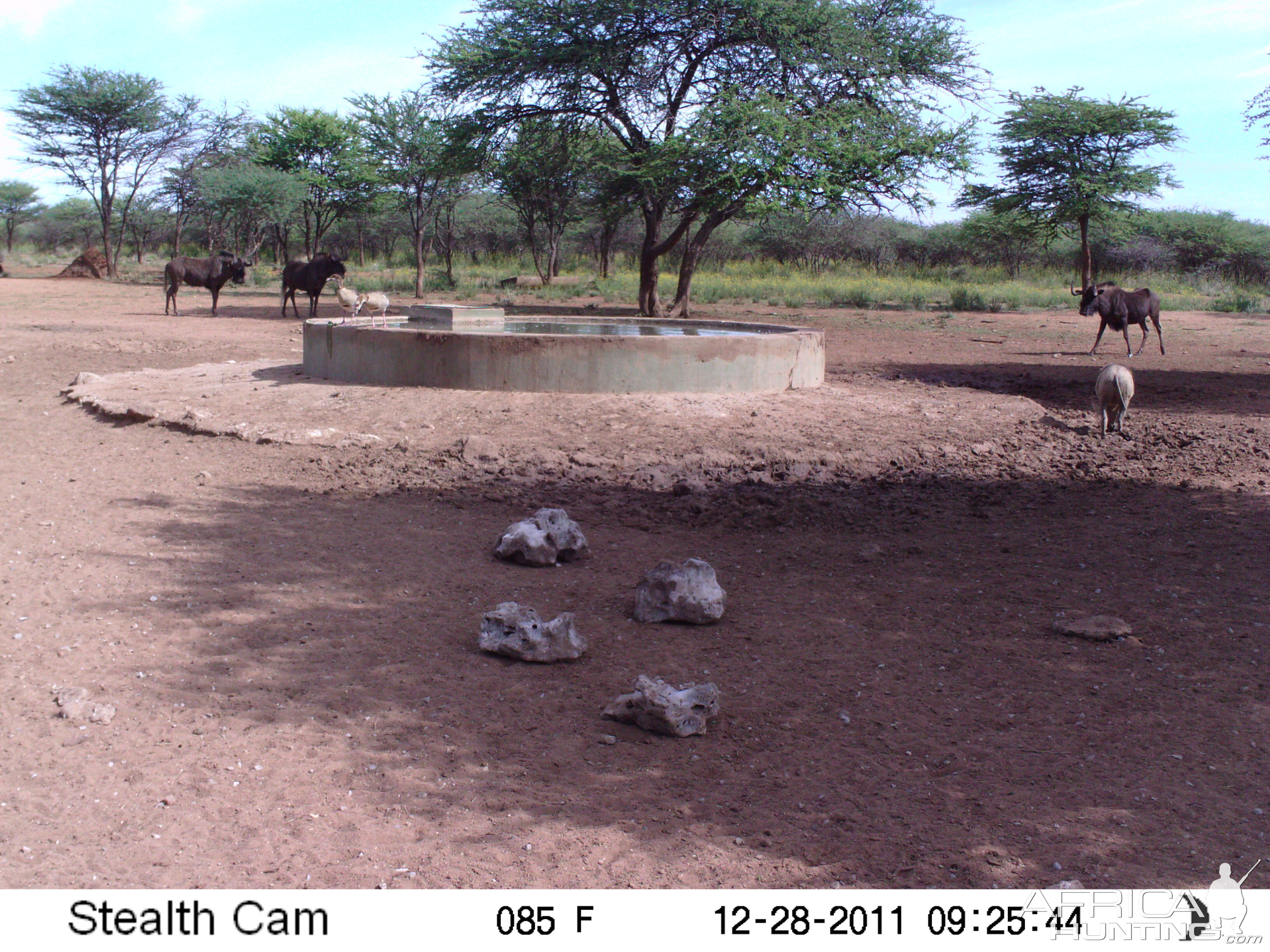 Trail Camera Namibia