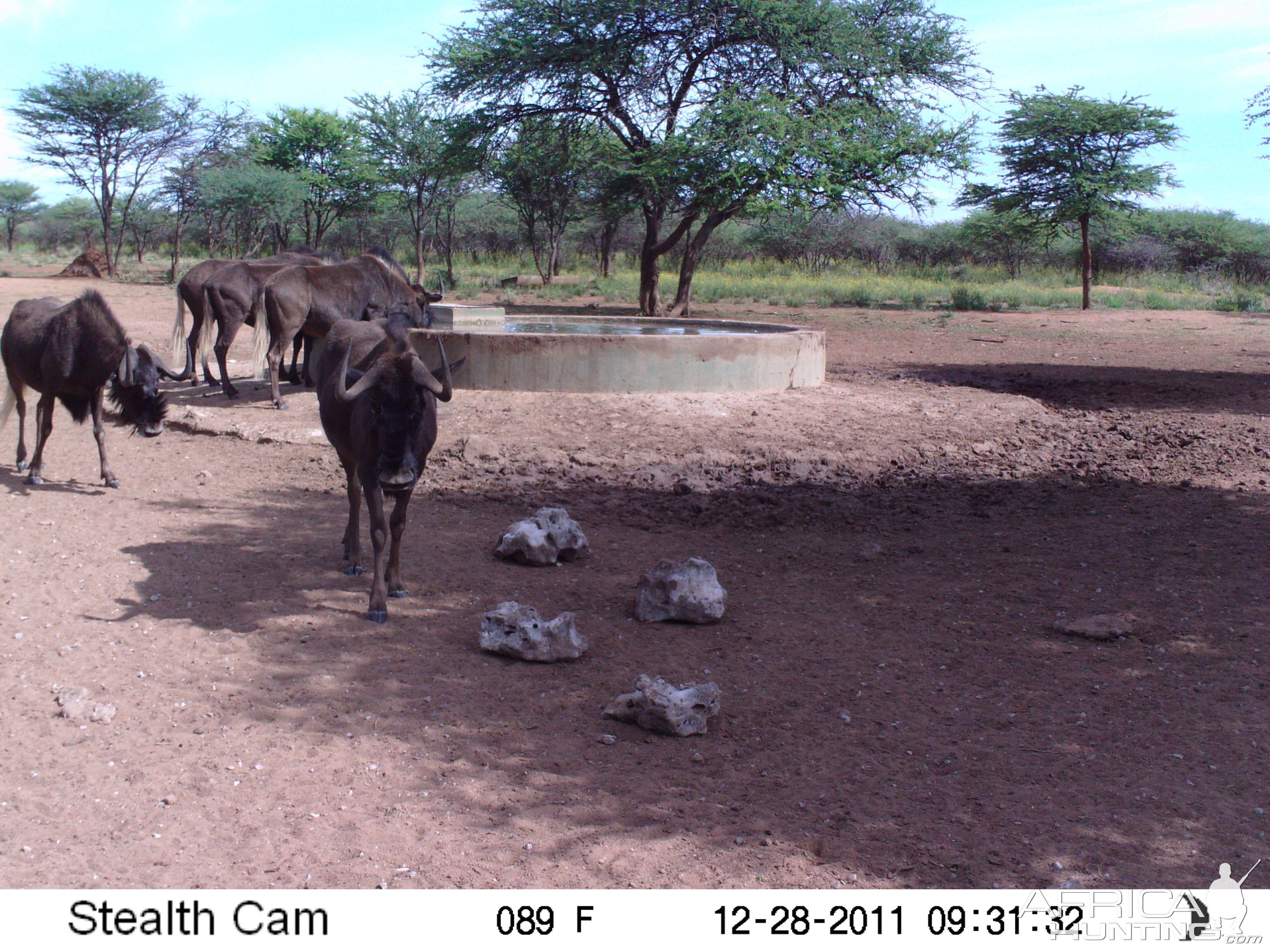 Trail Camera Namibia