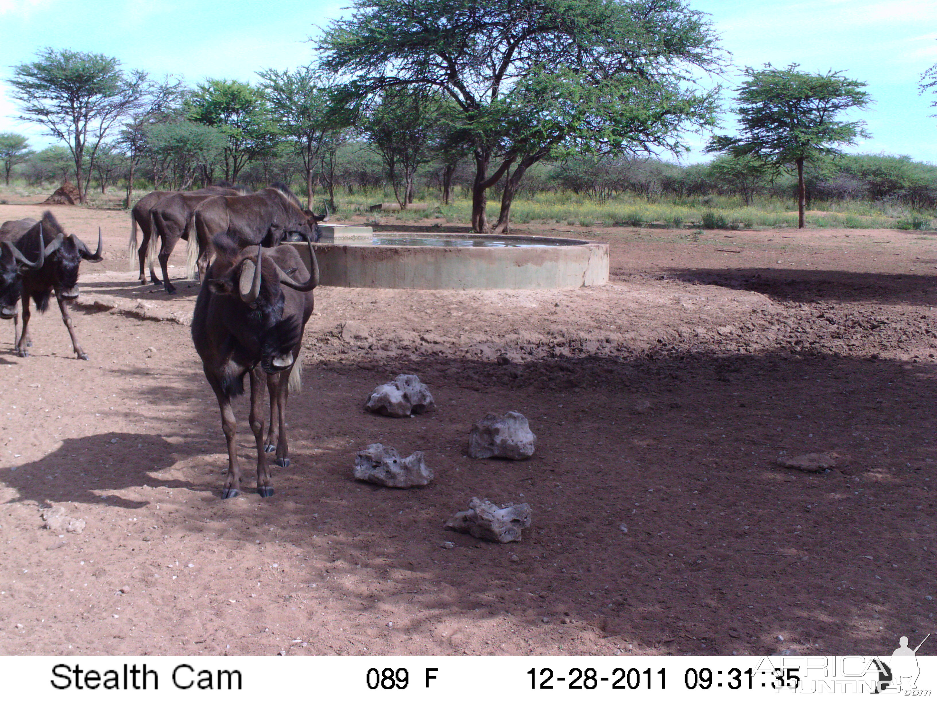 Trail Camera Namibia