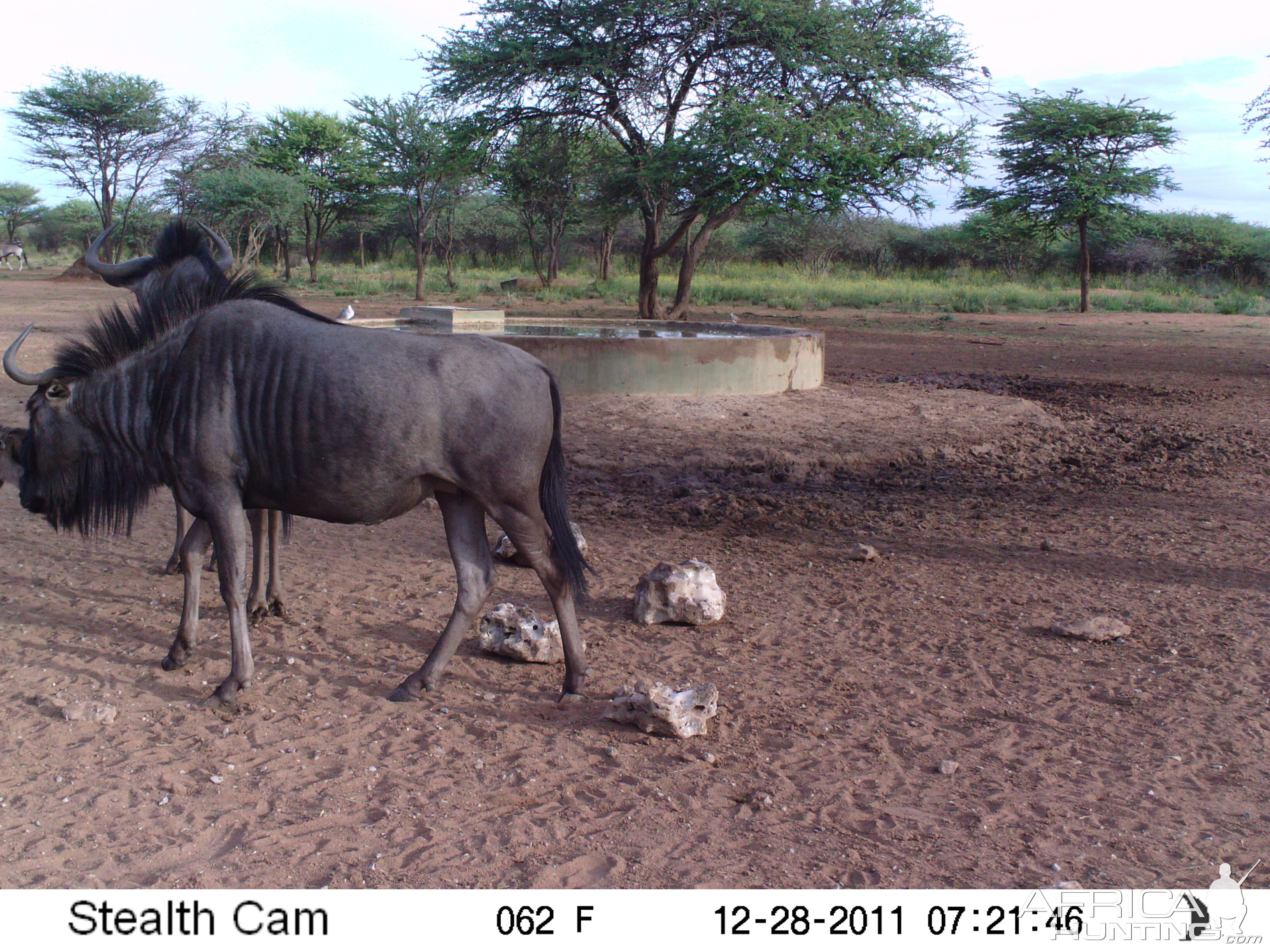 Trail Camera Namibia