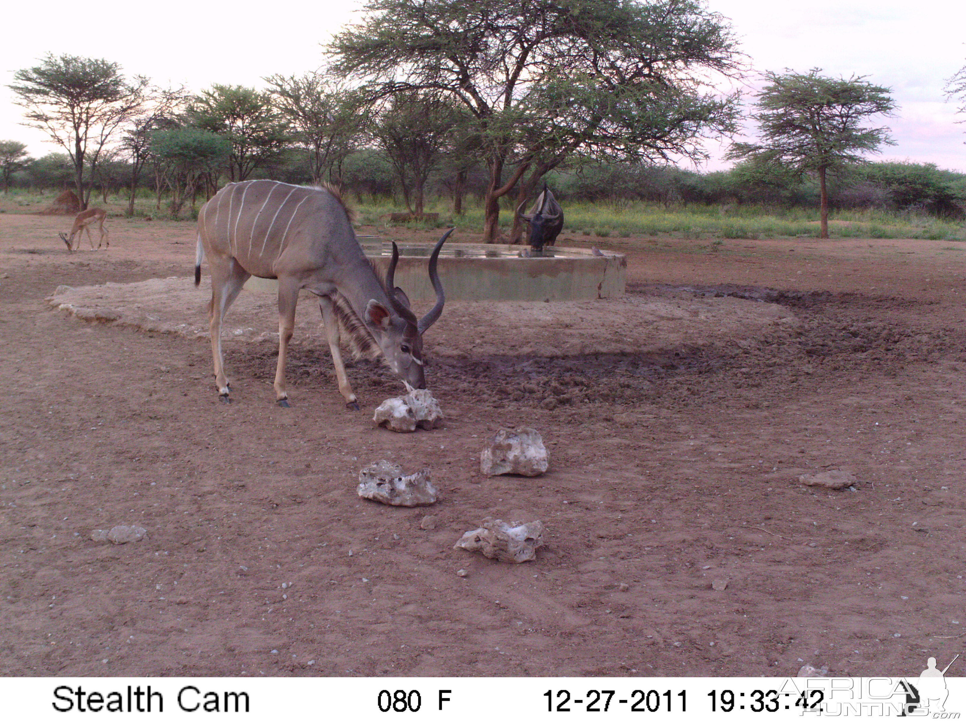 Trail Camera Namibia