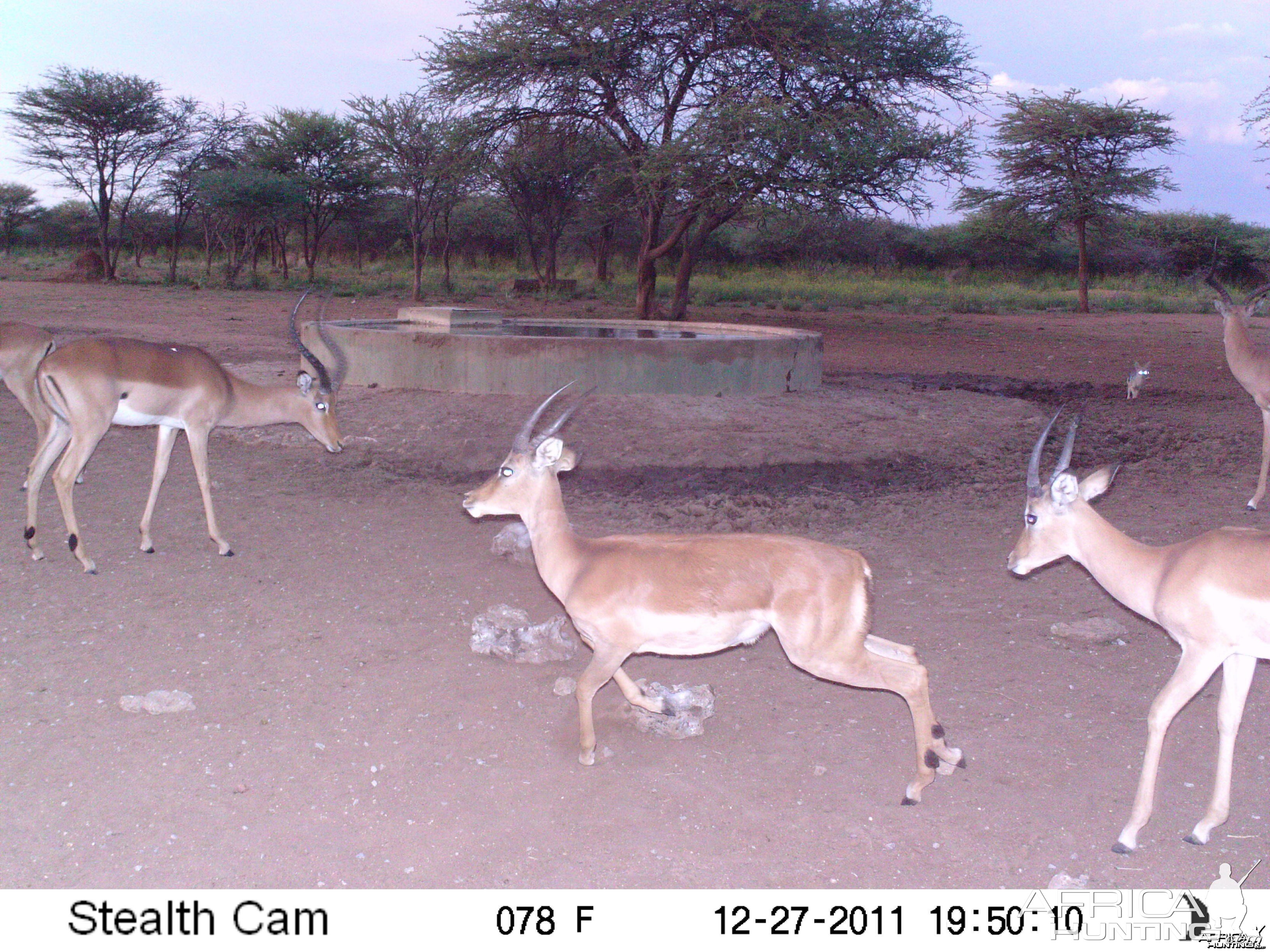 Trail Camera Namibia