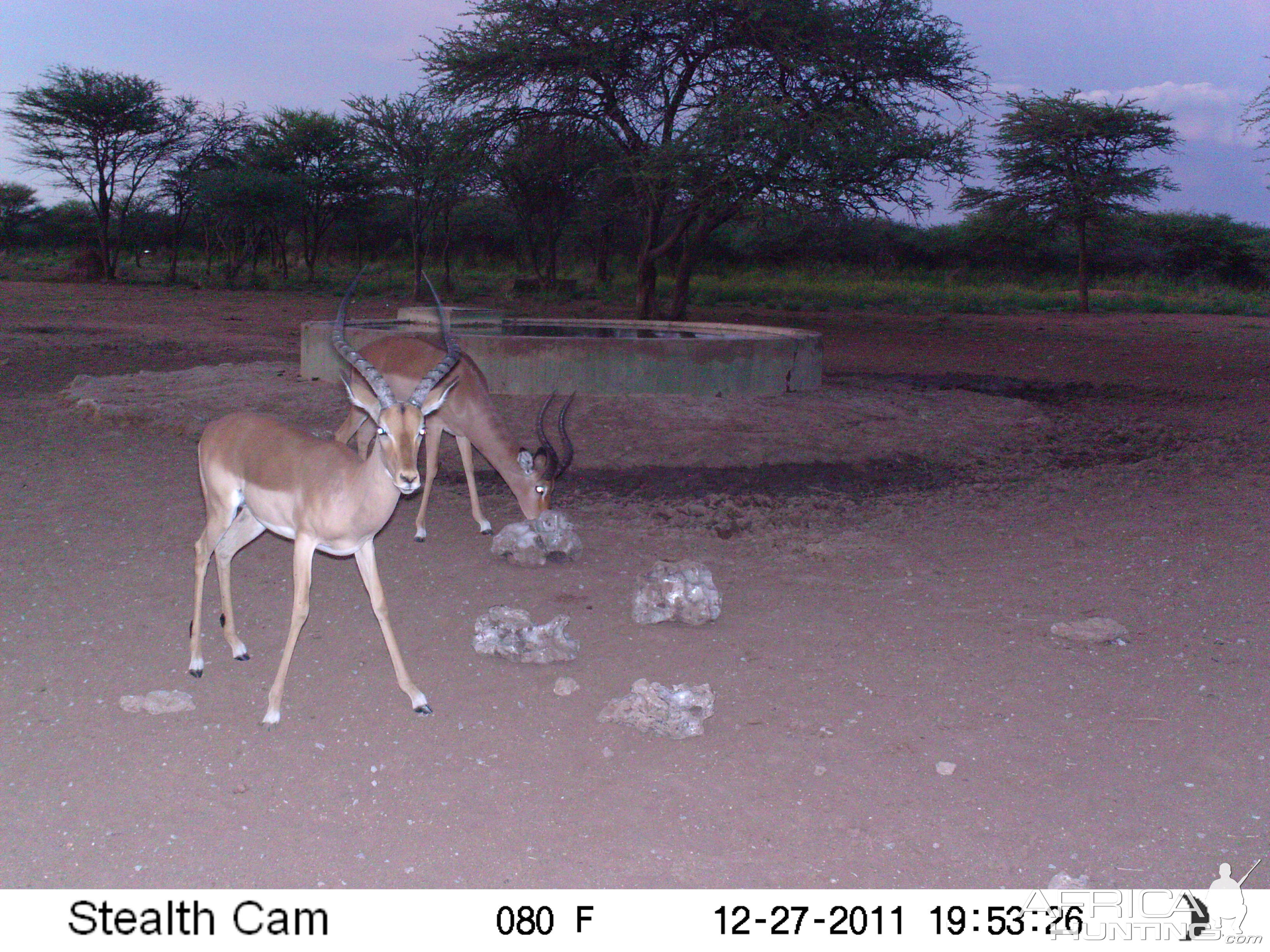 Trail Camera Namibia