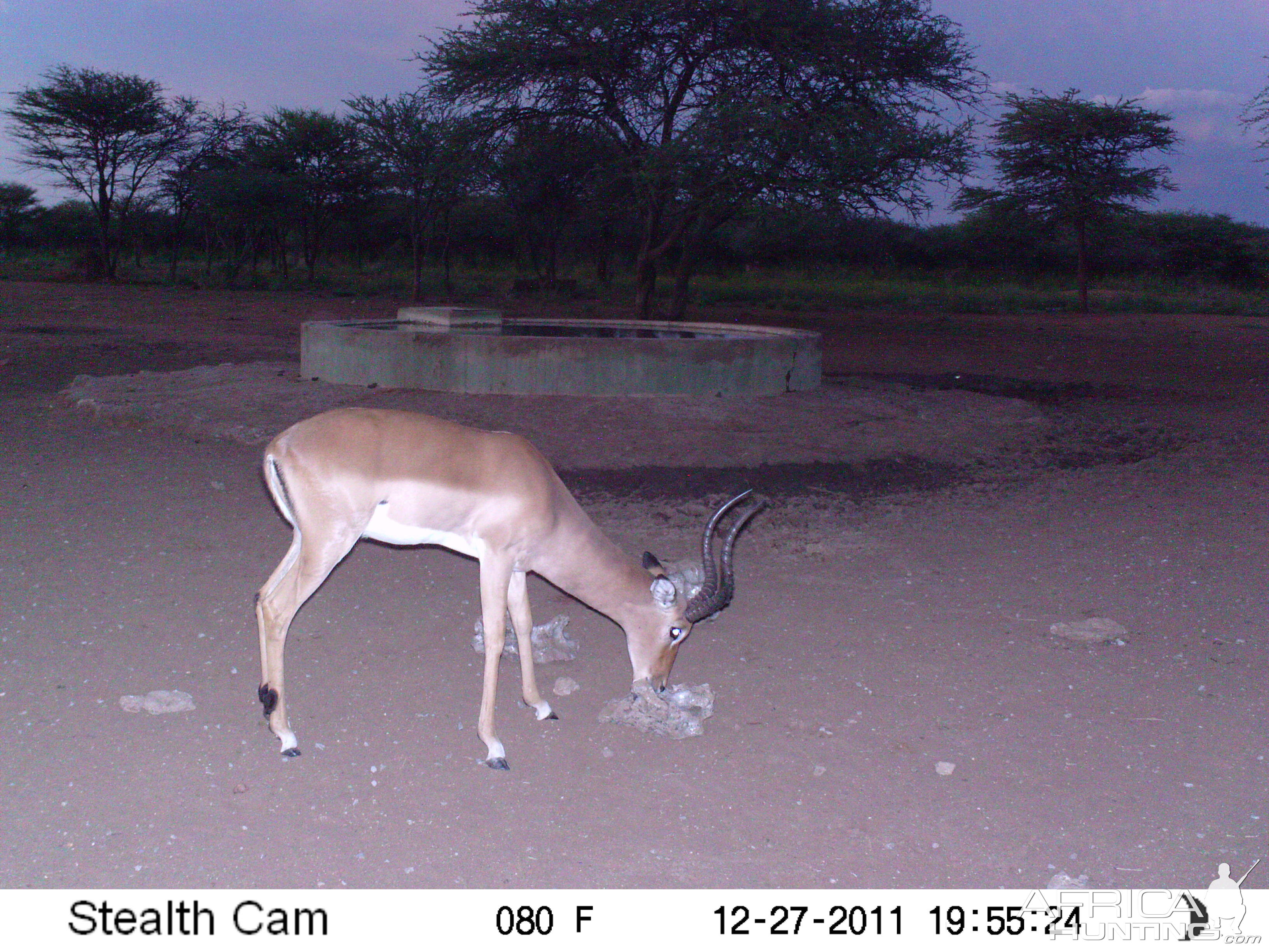 Trail Camera Namibia